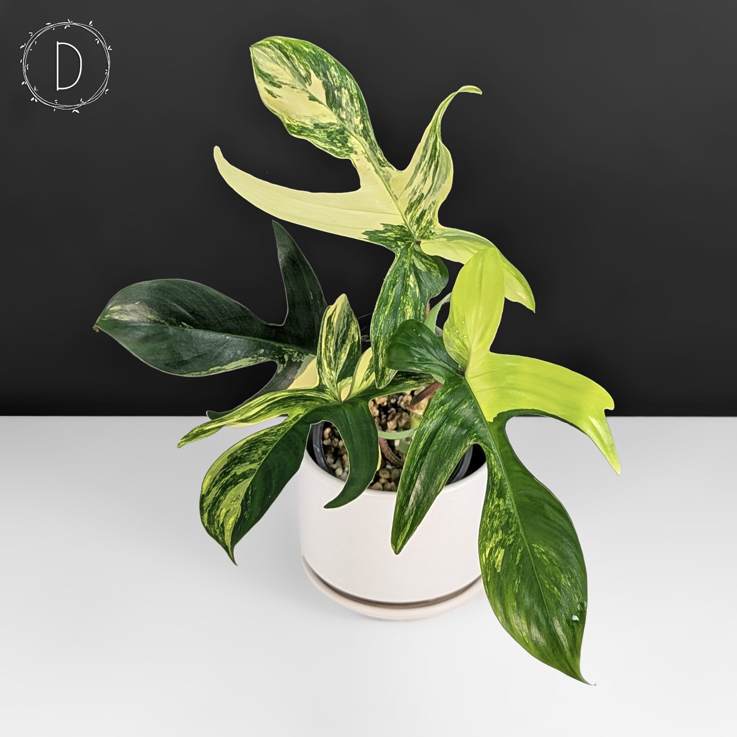 Philodendron Florida Beauty