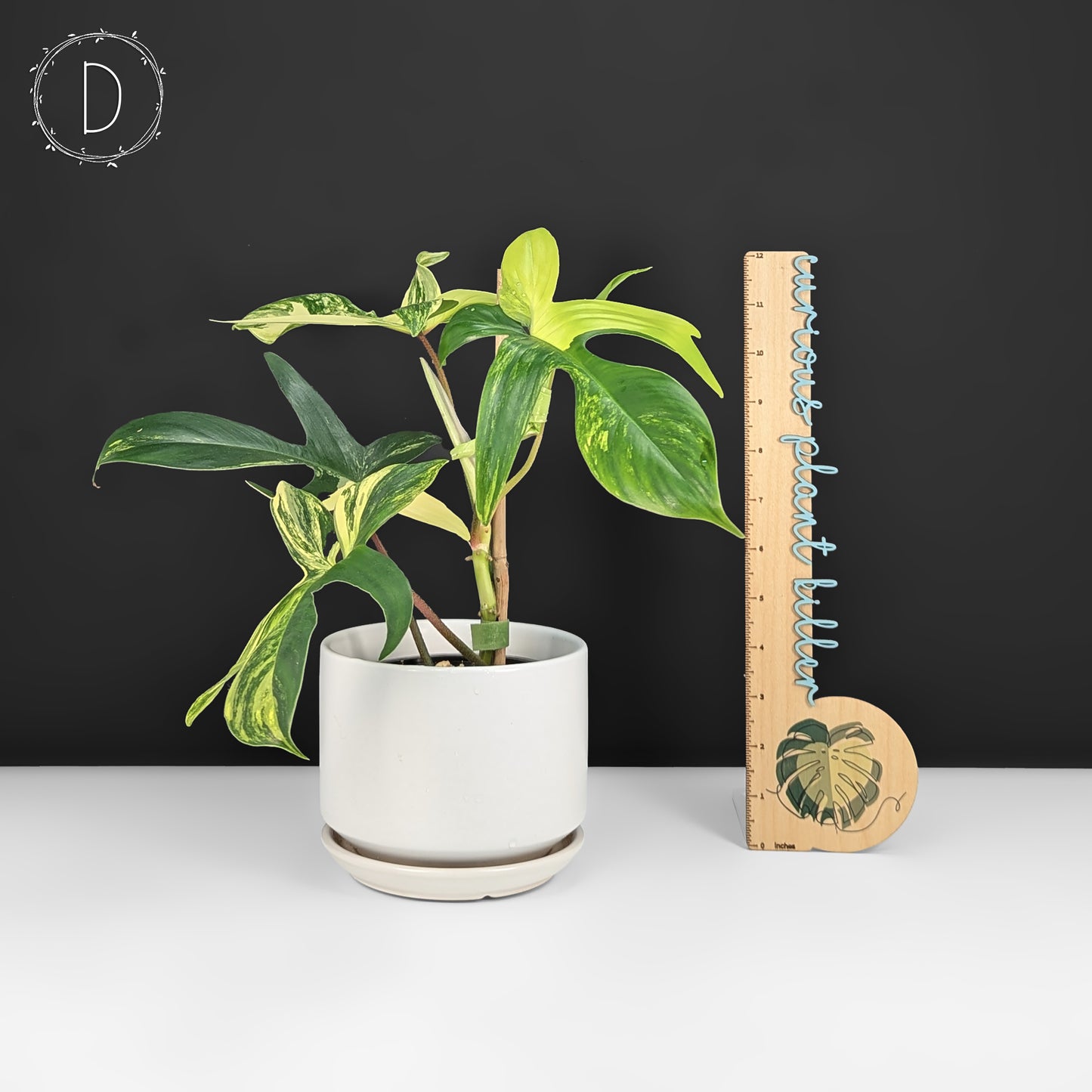 Philodendron Florida Beauty