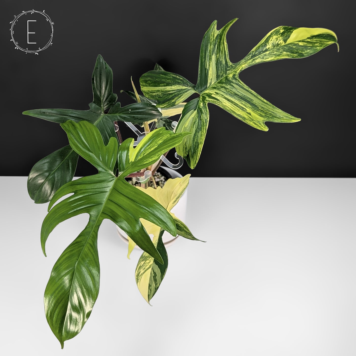 Philodendron Florida Beauty