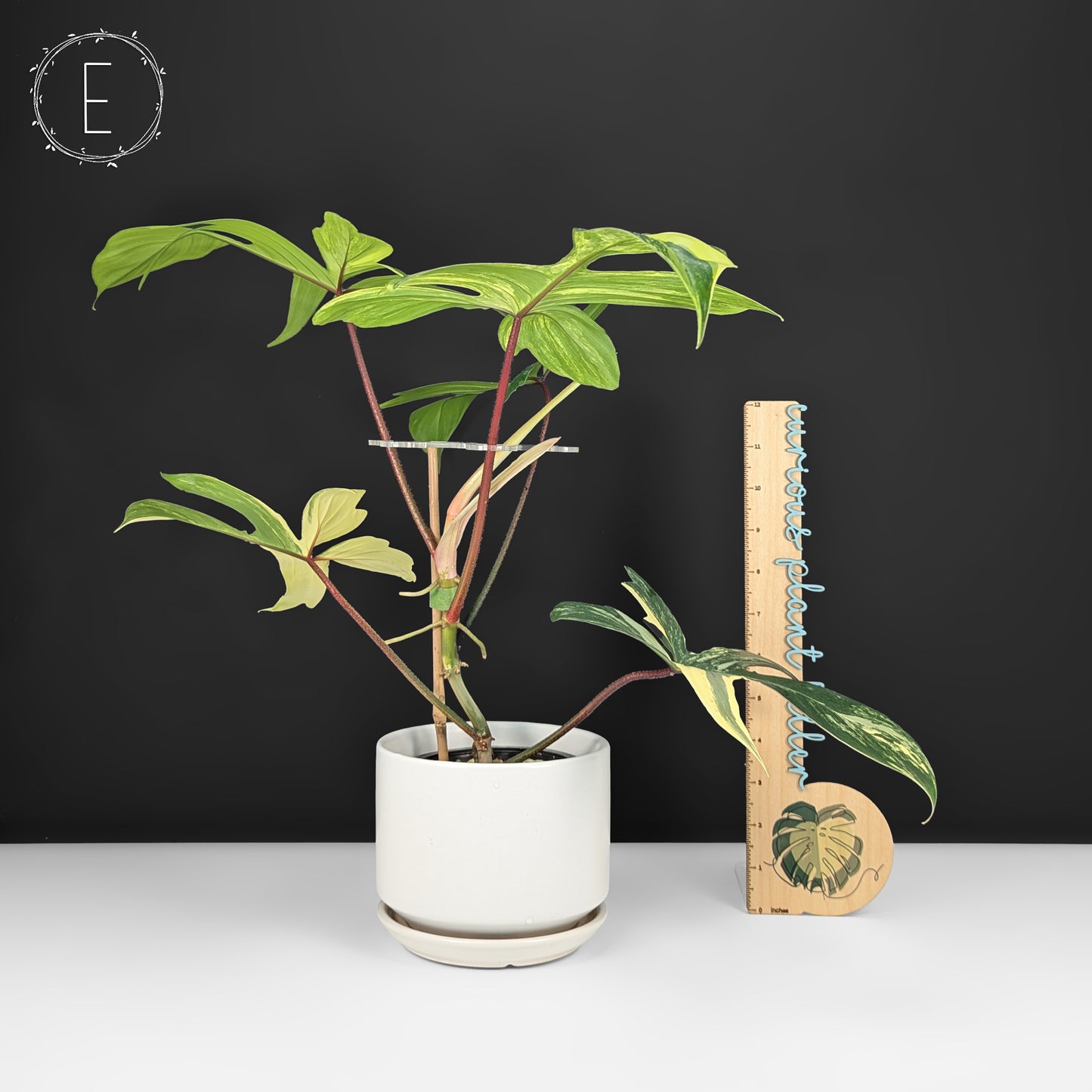 Philodendron Florida Beauty