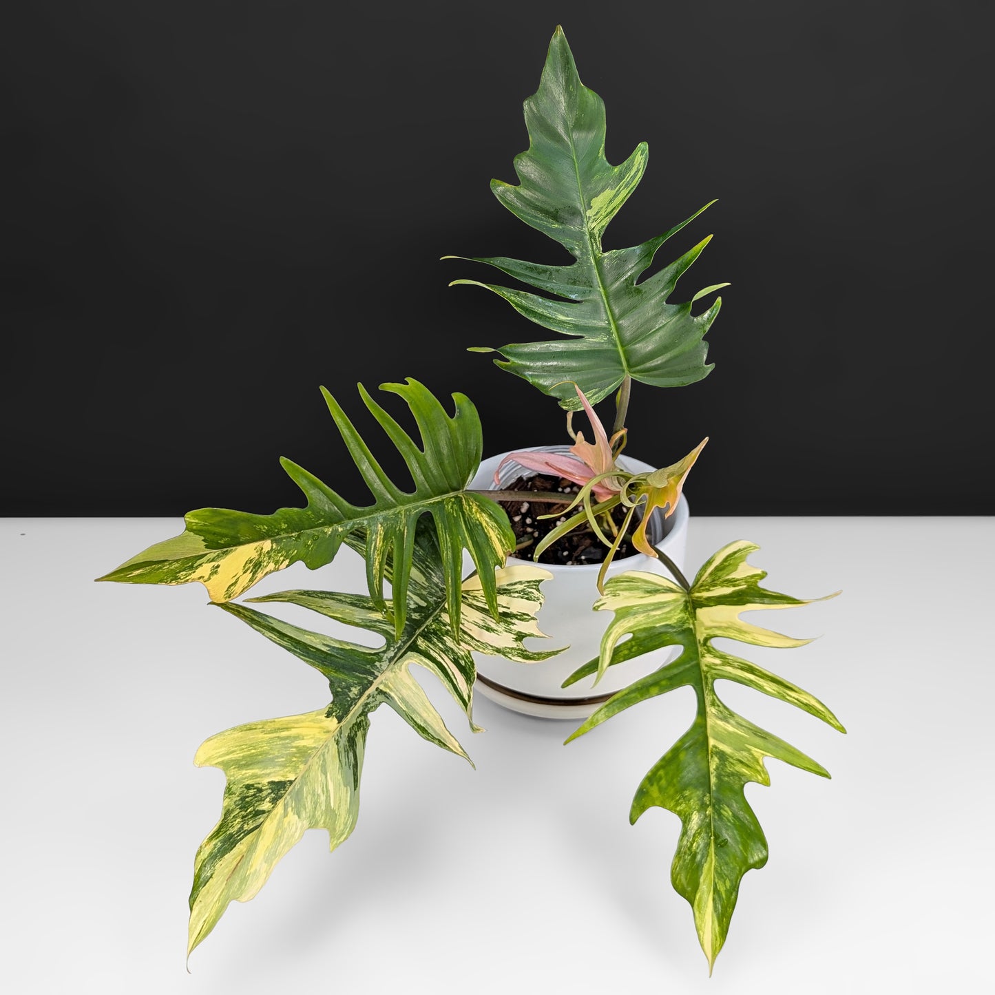 Philodendron Florida Beauty x Tortum