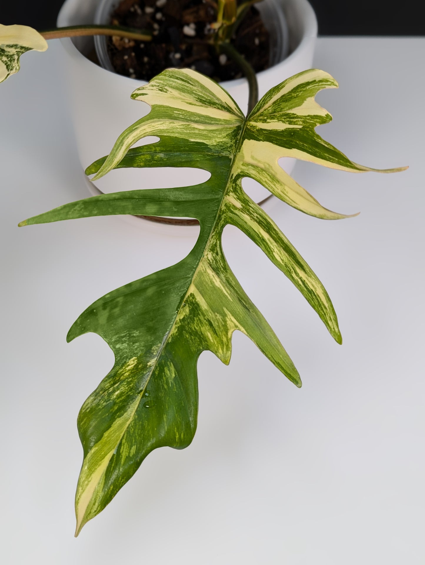 Philodendron Florida Beauty x Tortum