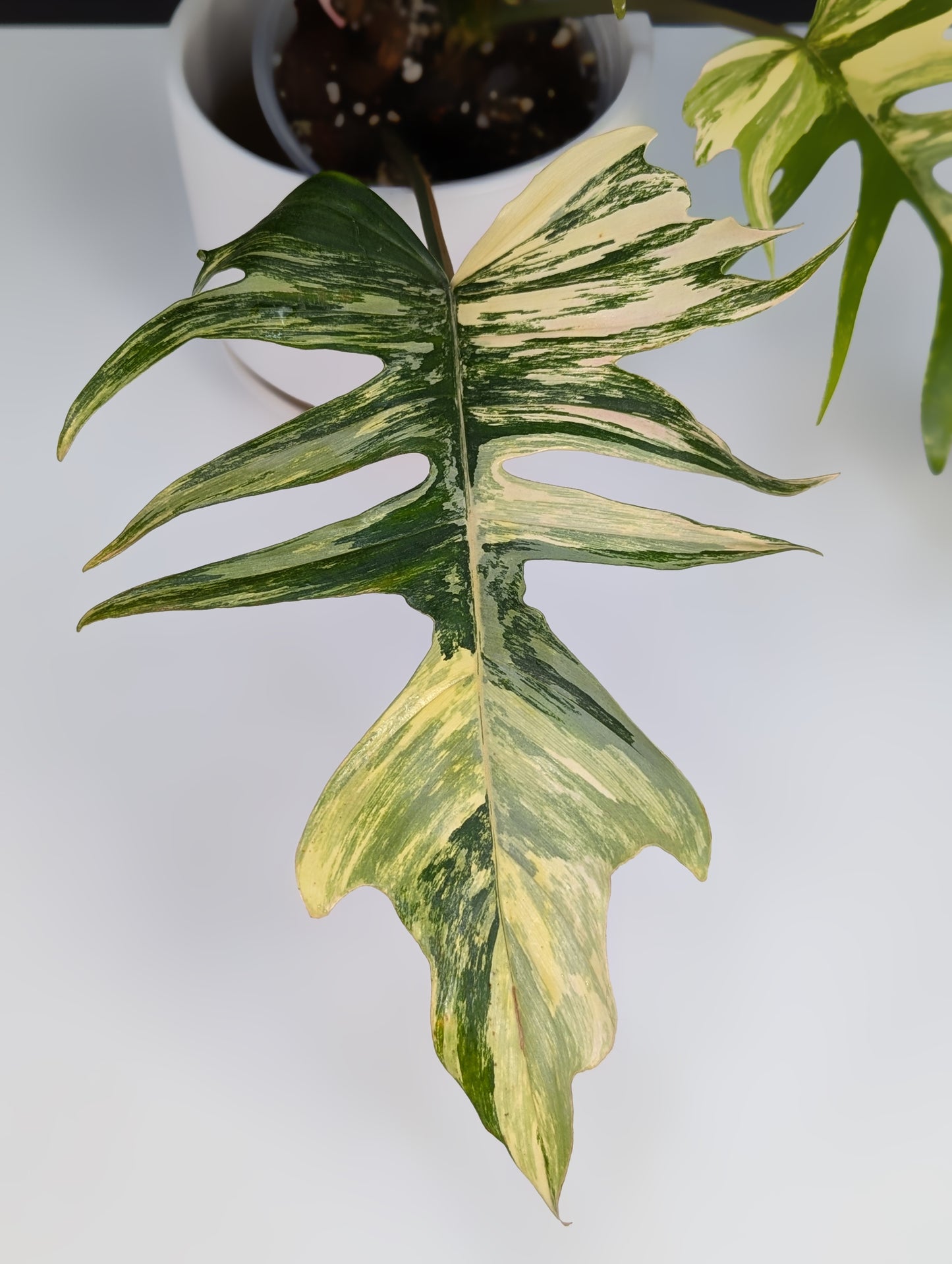 Philodendron Florida Beauty x Tortum