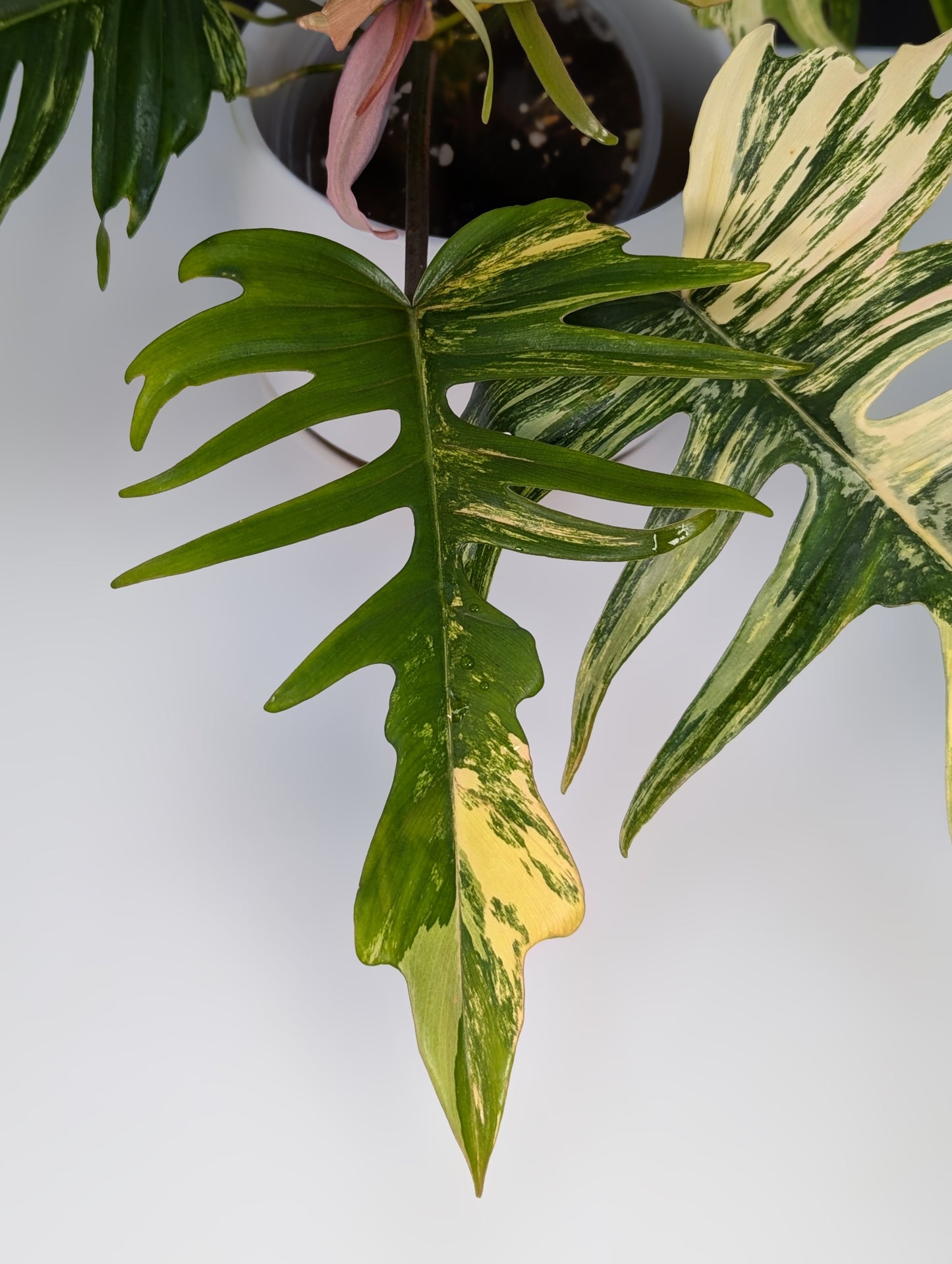 Philodendron Florida Beauty x Tortum