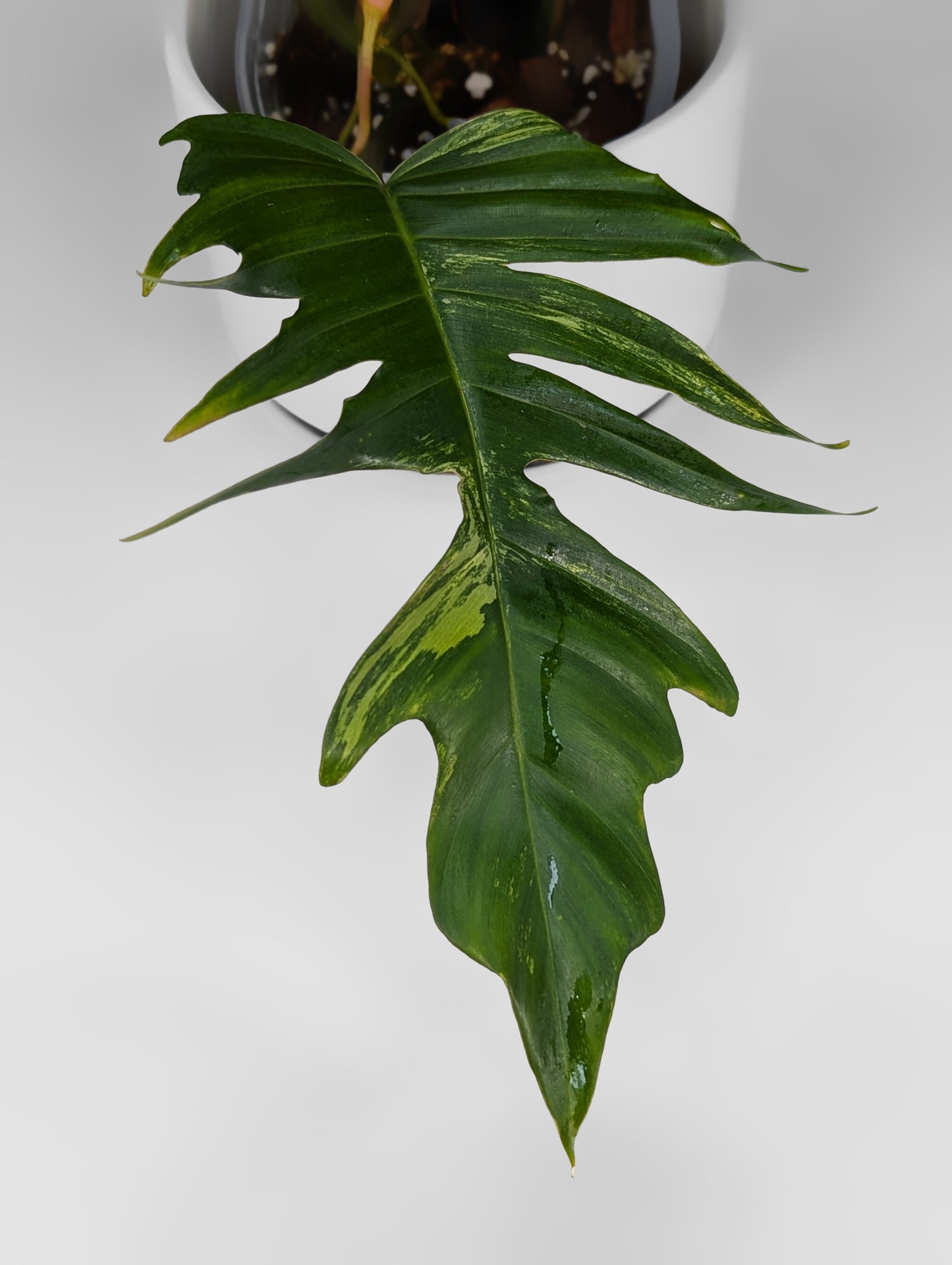 Philodendron Florida Beauty x Tortum