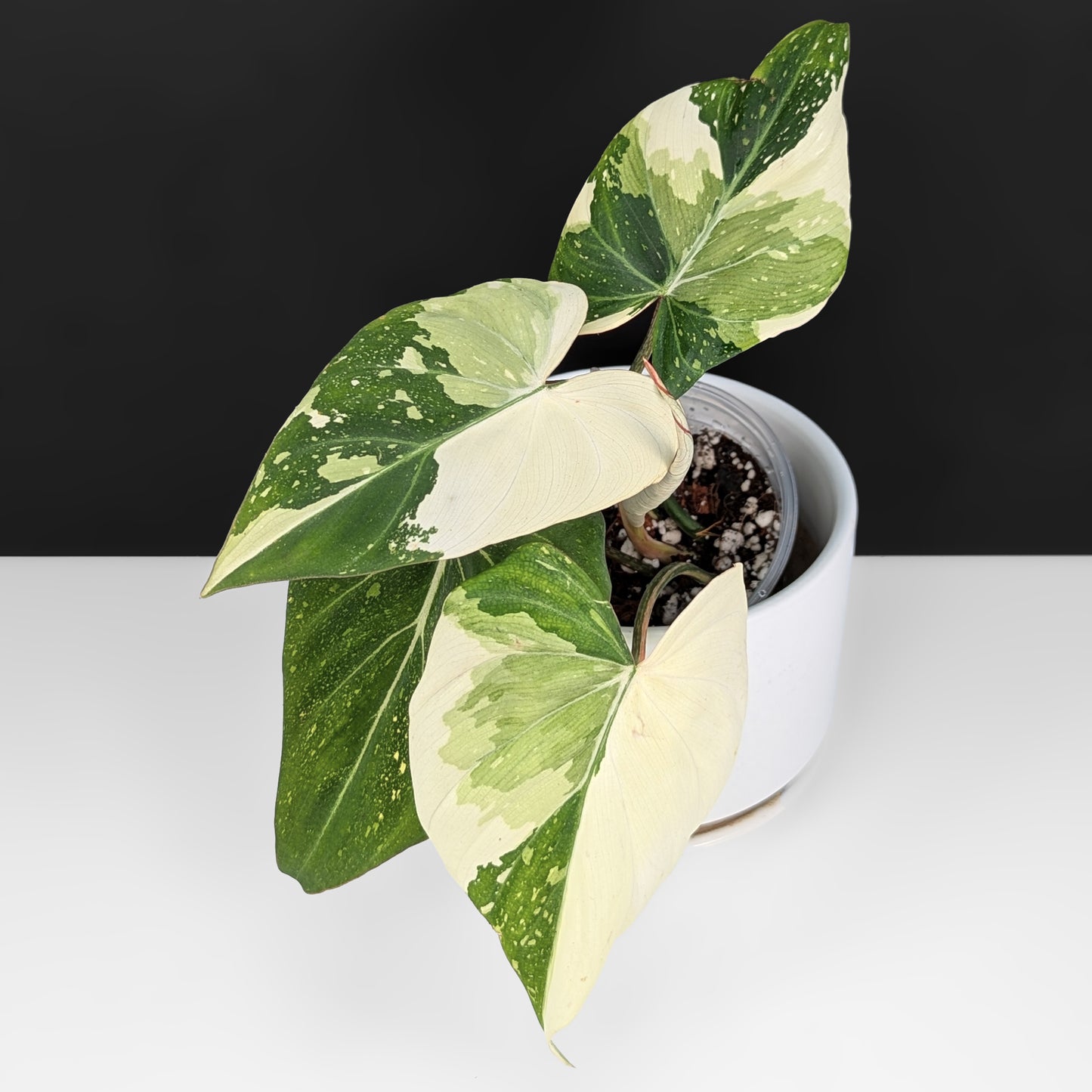 Philodendron Gloriosum Variegated (Type 2)