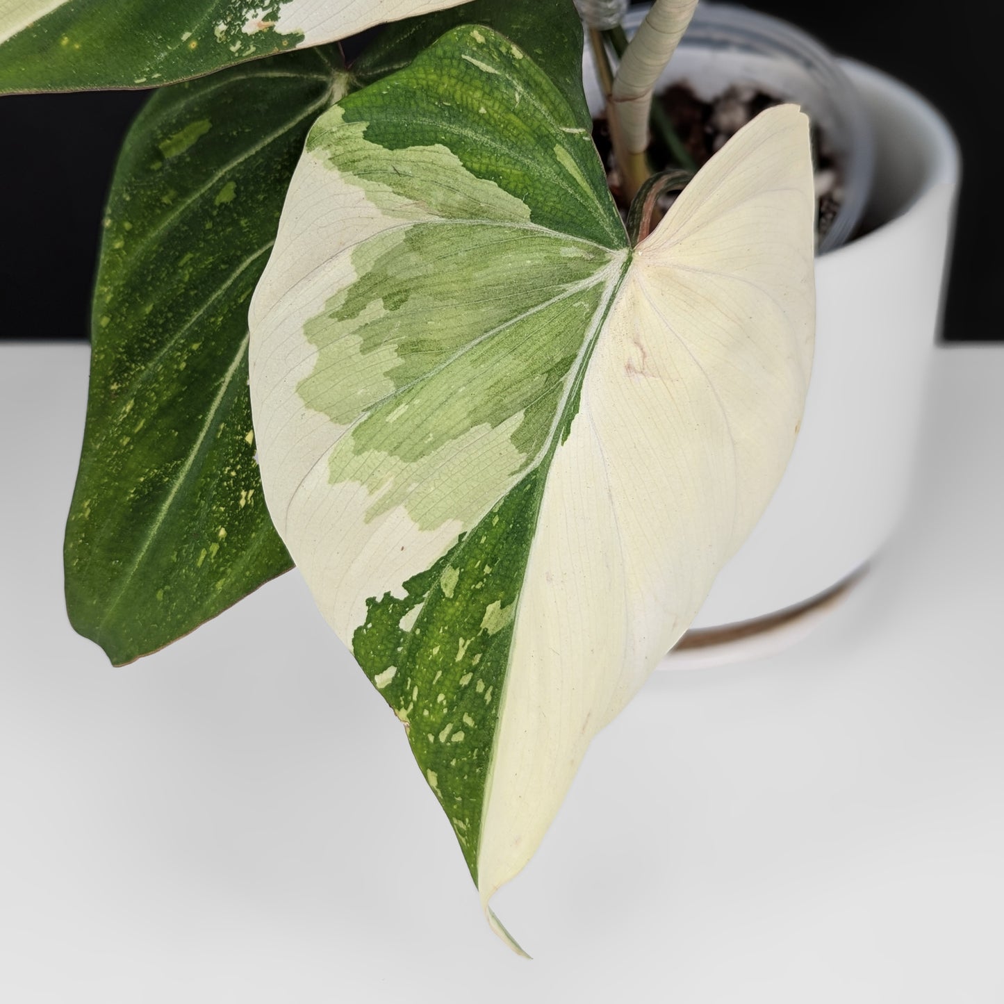 Philodendron Gloriosum Variegated (Type 2)