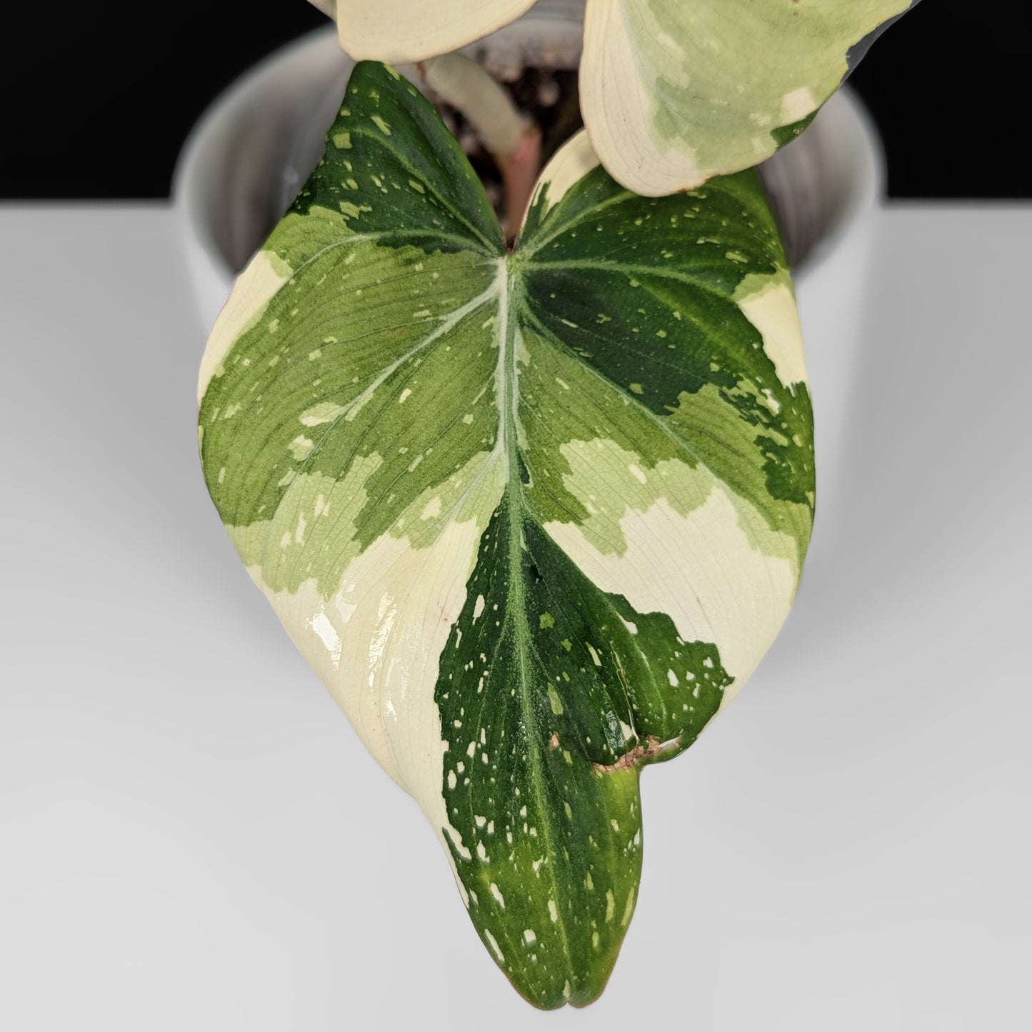Philodendron Gloriosum Variegated (Type 2)
