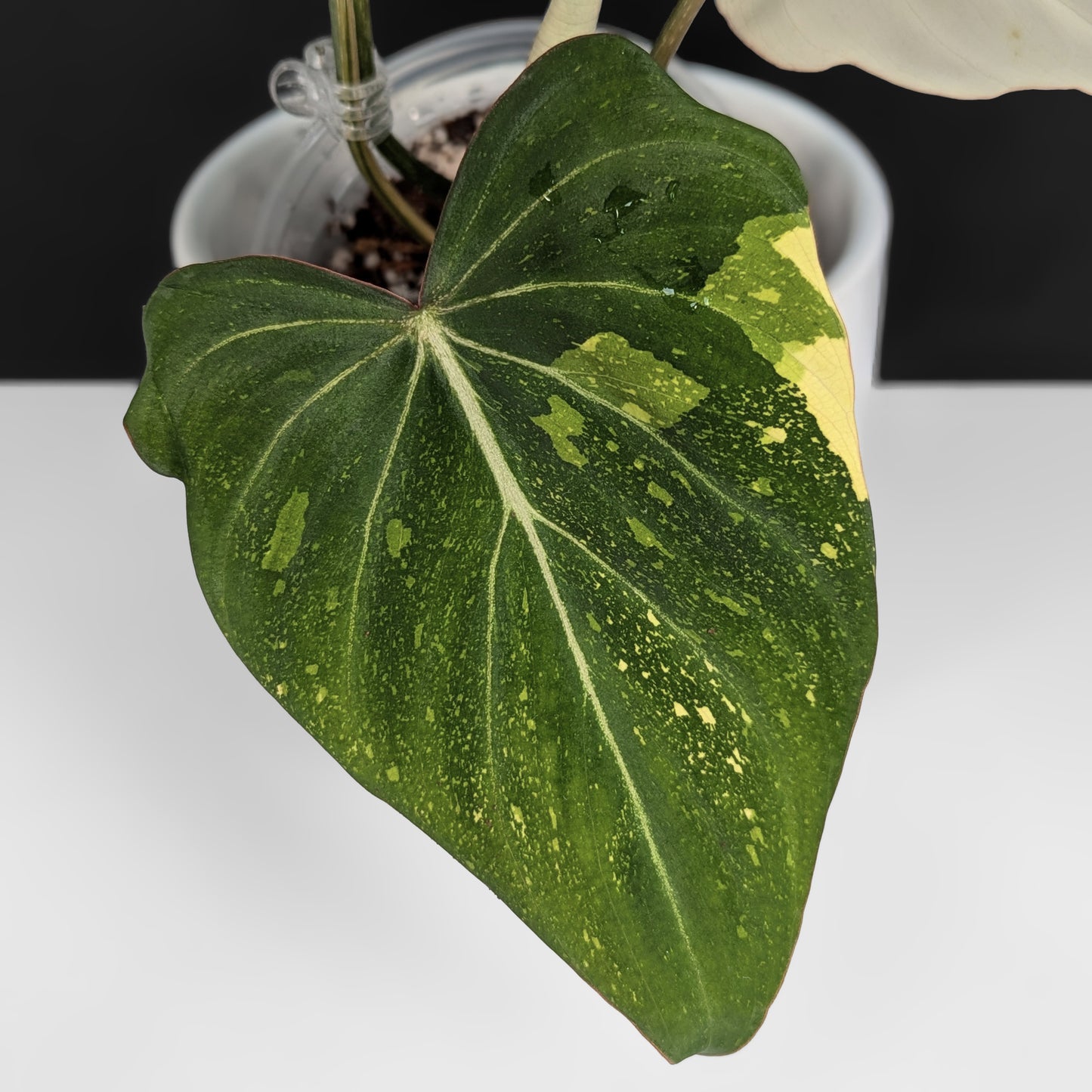Philodendron Gloriosum Variegated (Type 2)