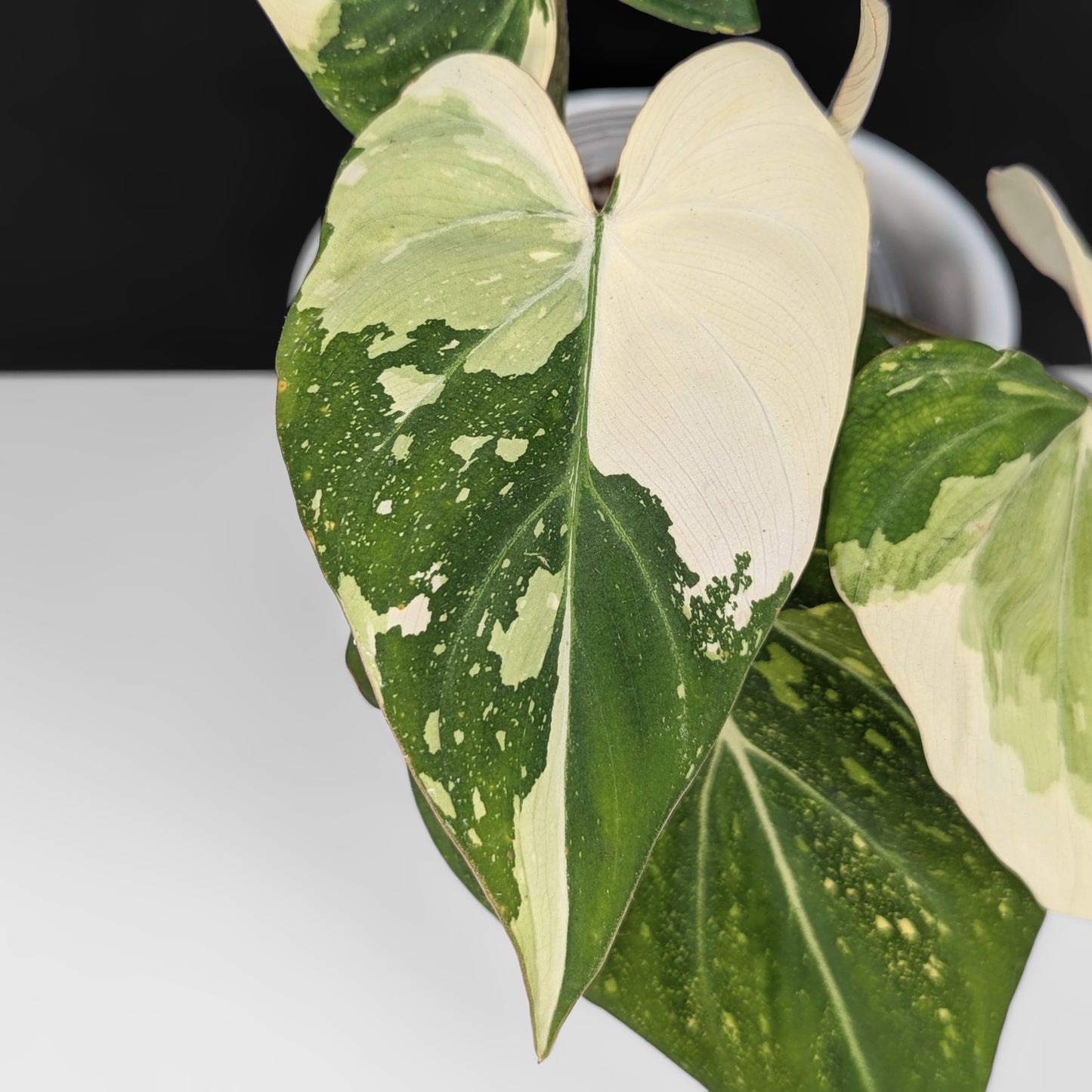 Philodendron Gloriosum Variegated (Type 2)