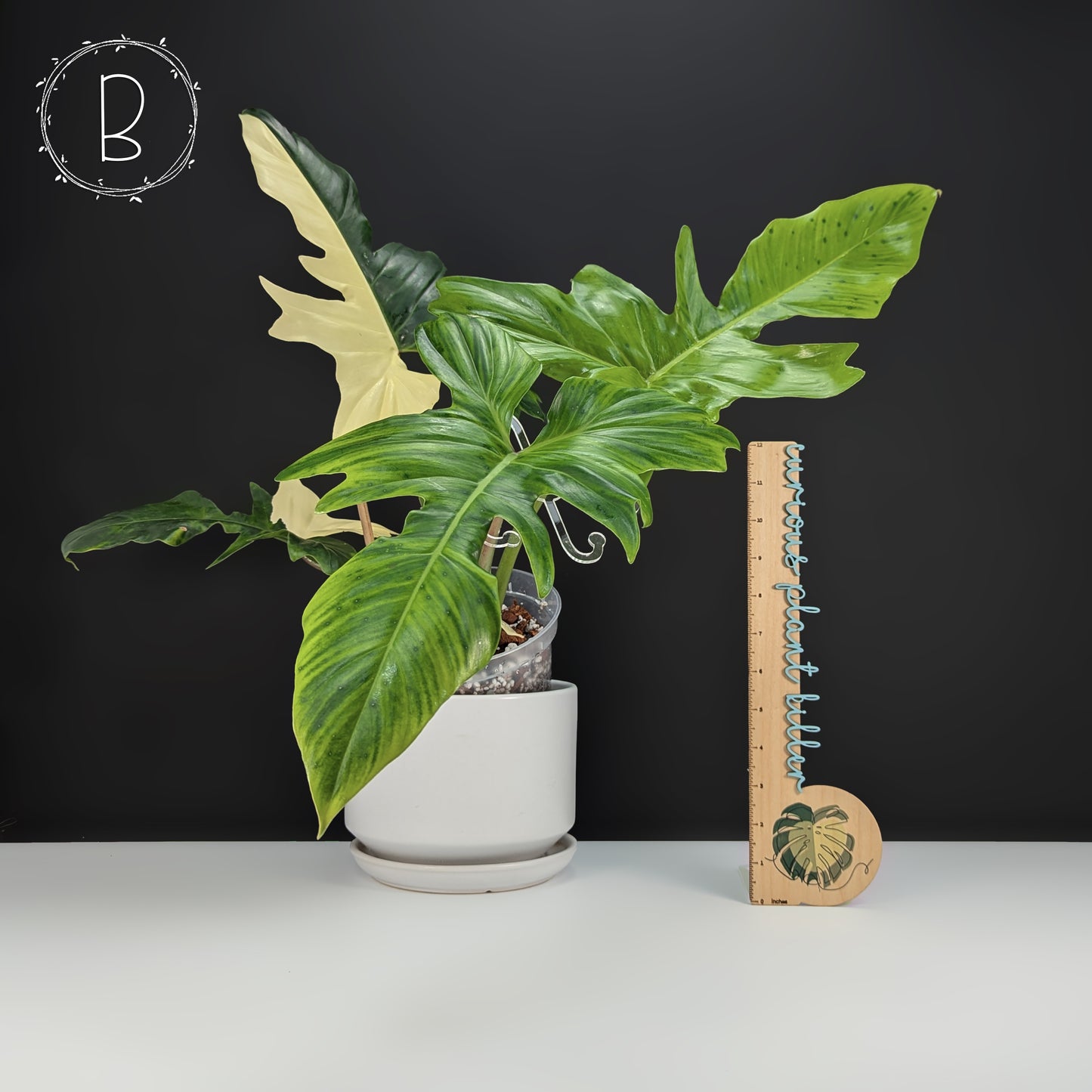 Filodendro Dragón Dorado Abigarrado