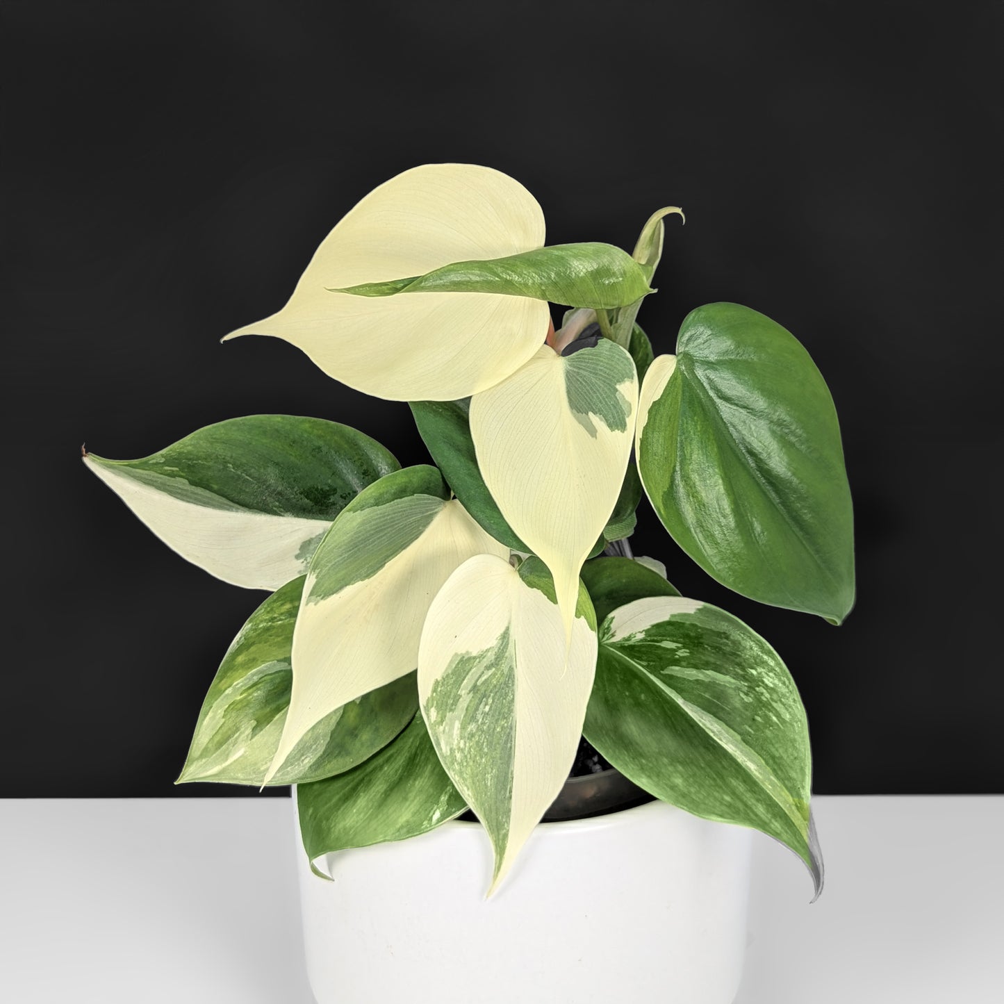 Philodendron Hederaceum Albo