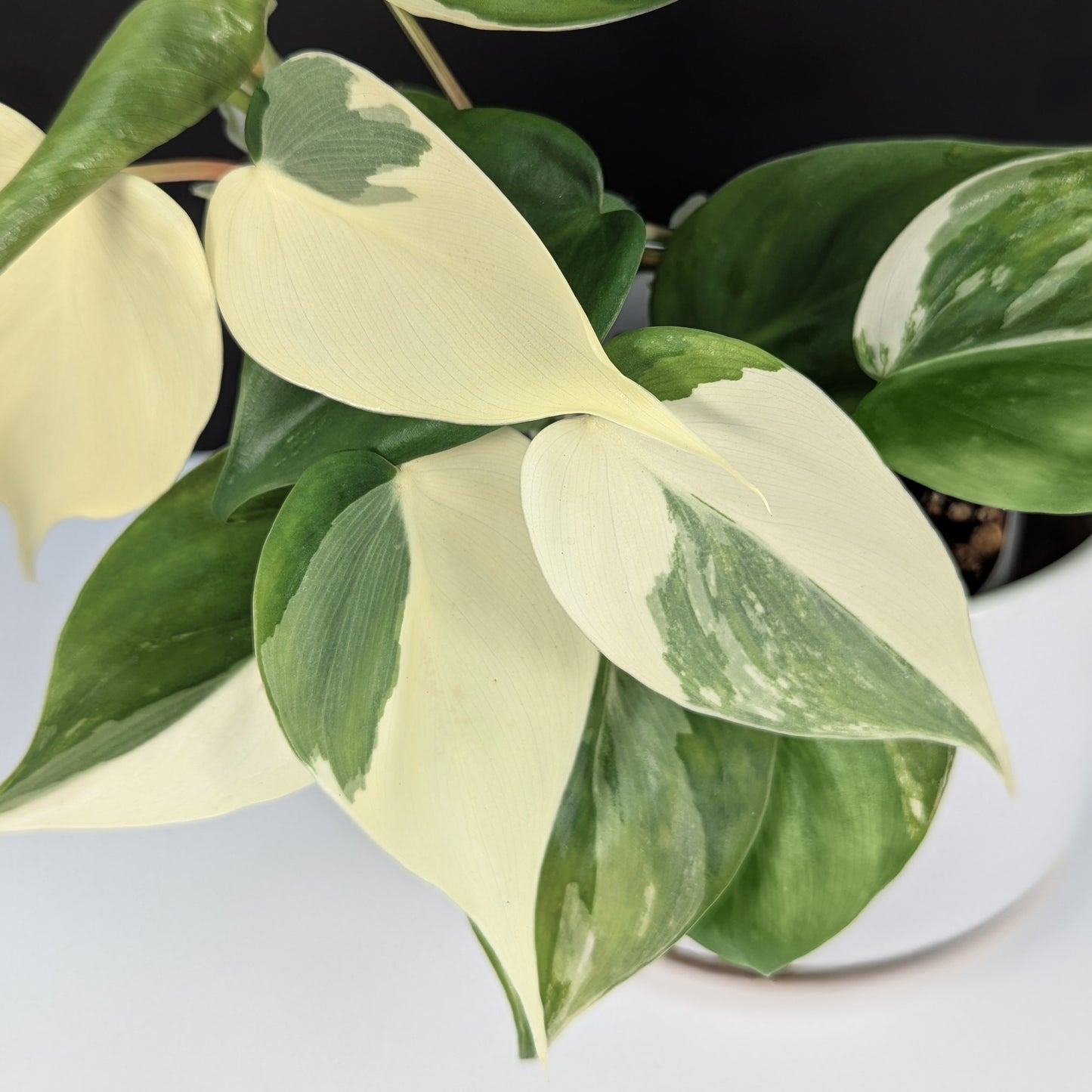 Philodendron Hederaceum Albo
