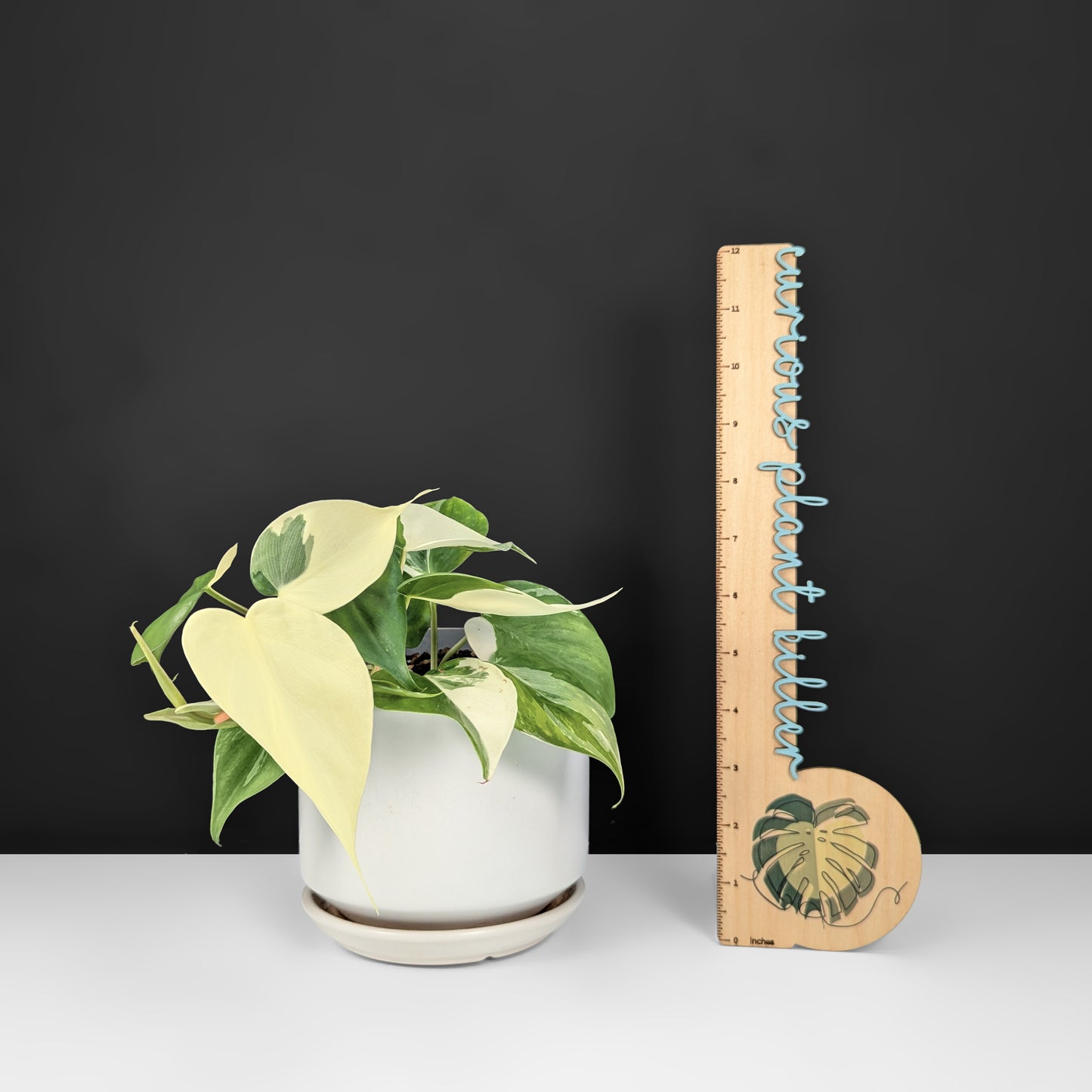 Philodendron Hederaceum Albo