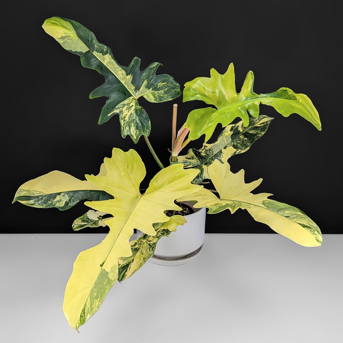 Philodendron Kitina (Florida Beauty x Mayoi)