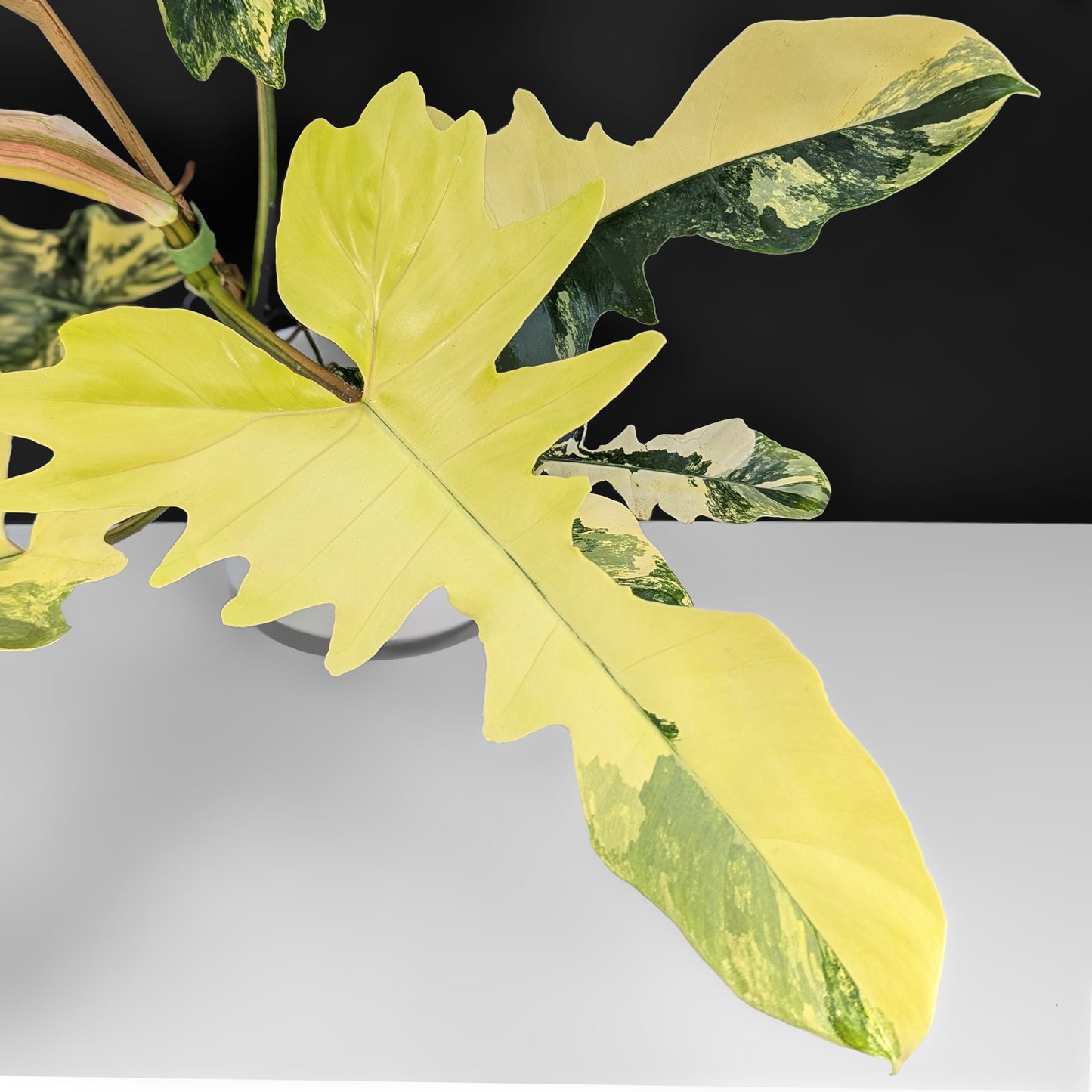 Philodendron Kitina (Florida Beauty x Mayoi)