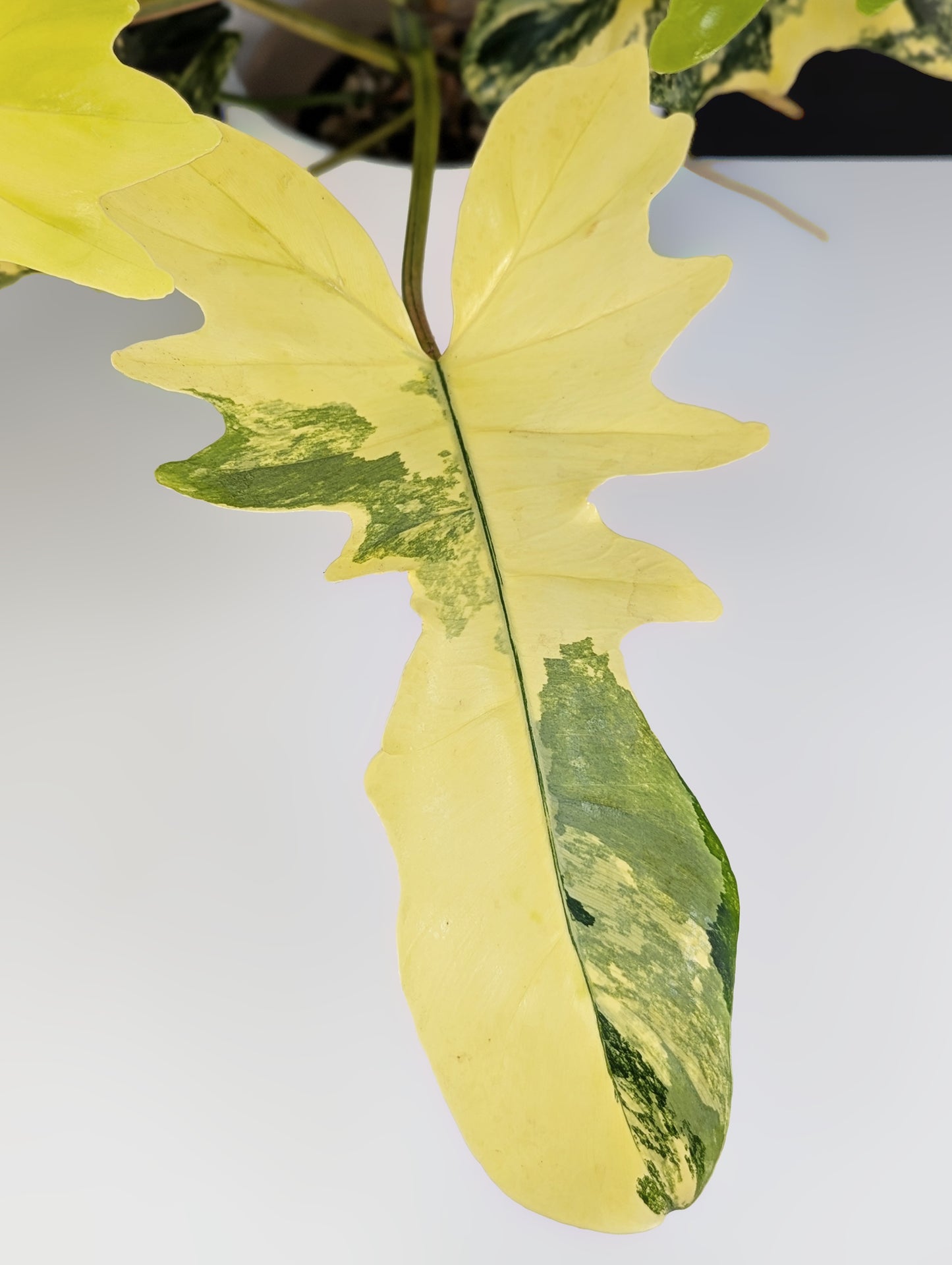 Philodendron Kitina (Florida Beauty x Mayoi)