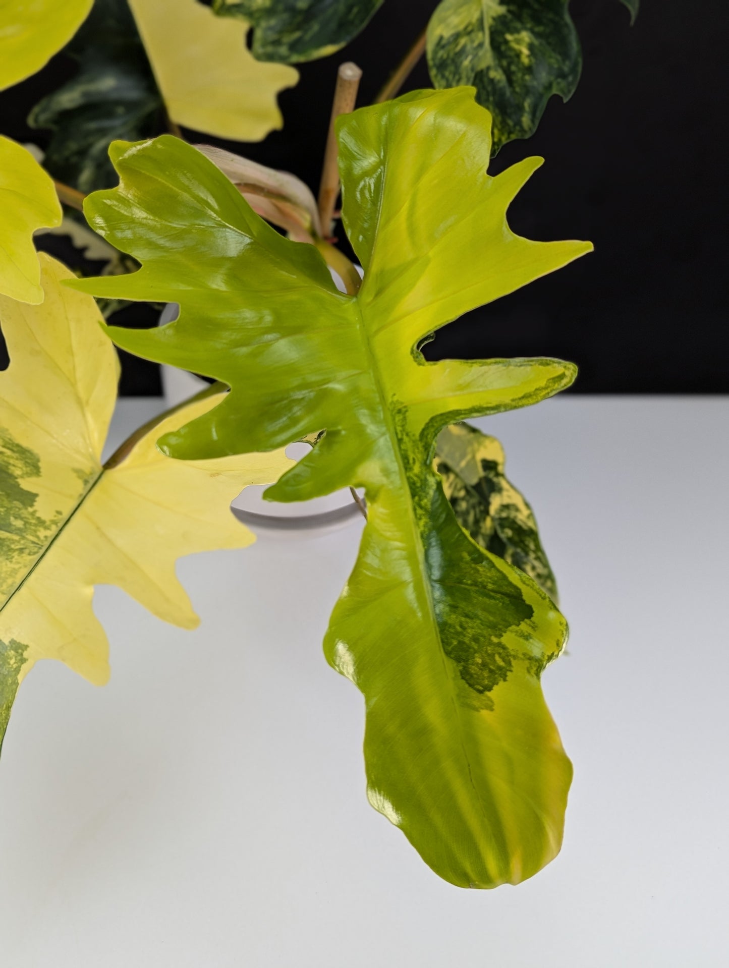 Philodendron Kitina (Florida Beauty x Mayoi)