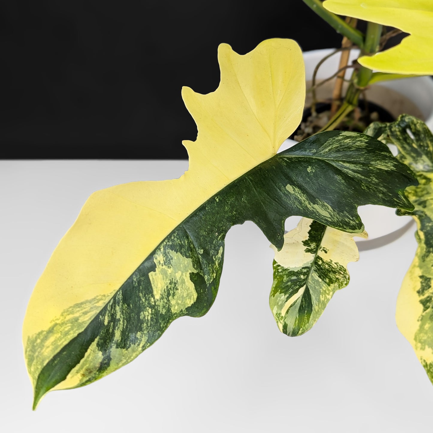 Philodendron Kitina (Florida Beauty x Mayoi)