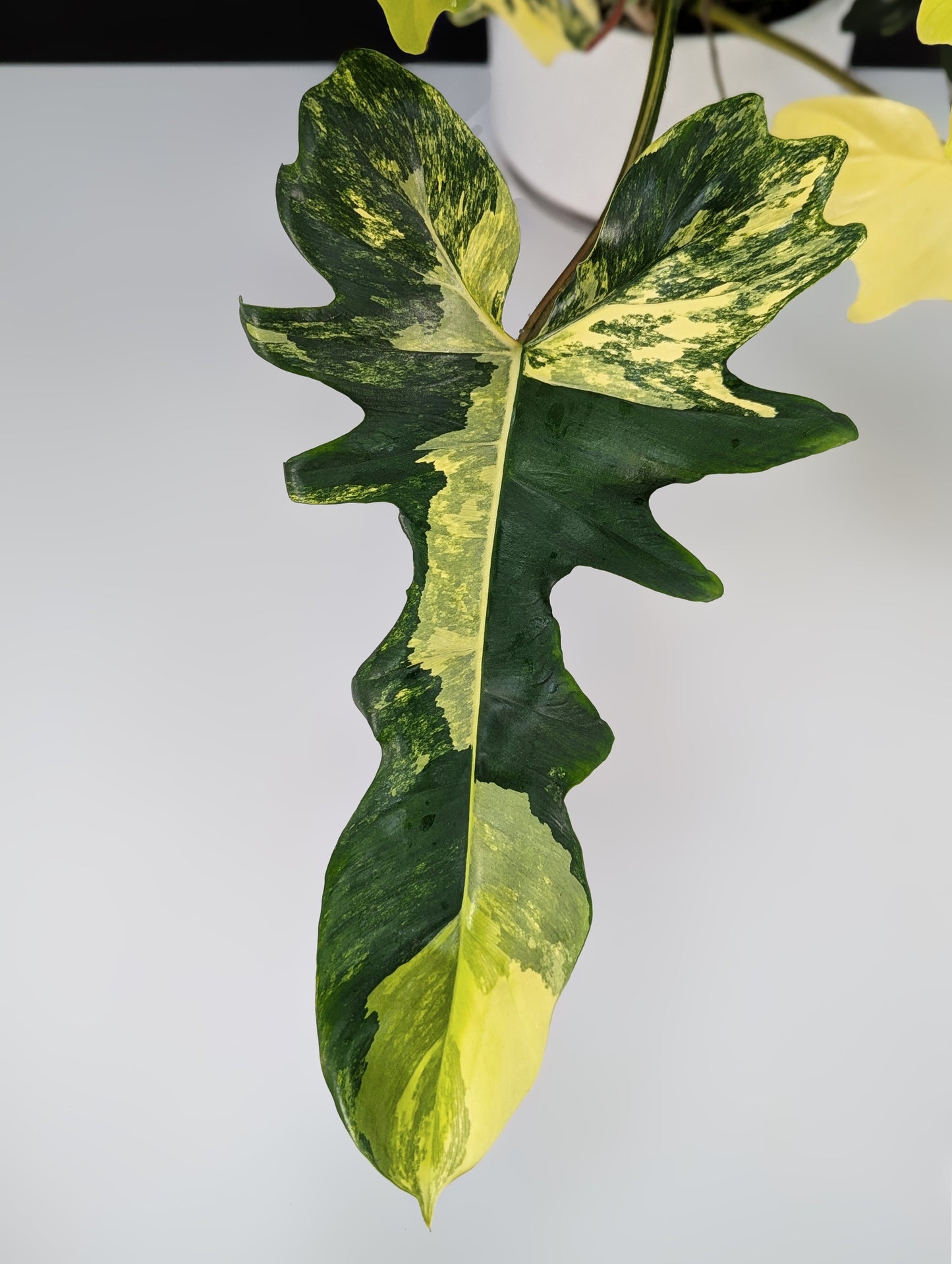 Philodendron Kitina (Florida Beauty x Mayoi)