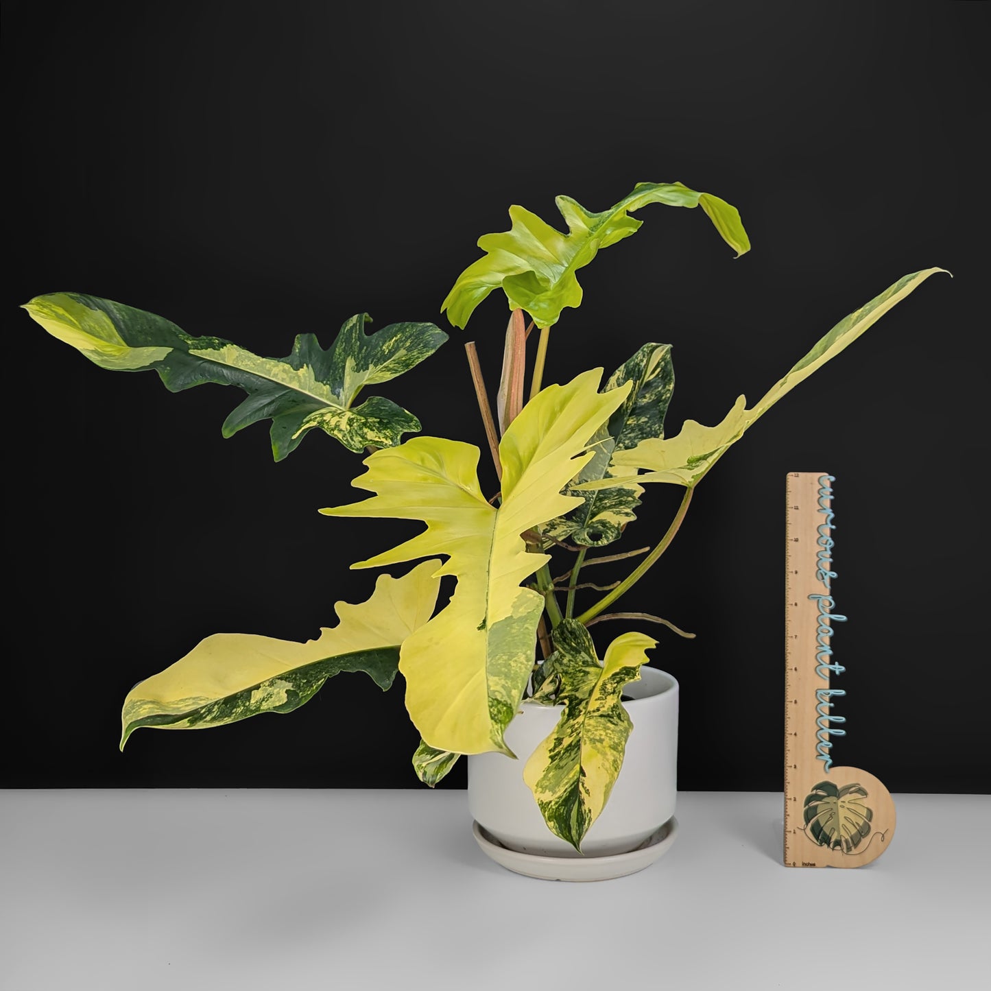 Philodendron Kitina (Florida Beauty x Mayoi)