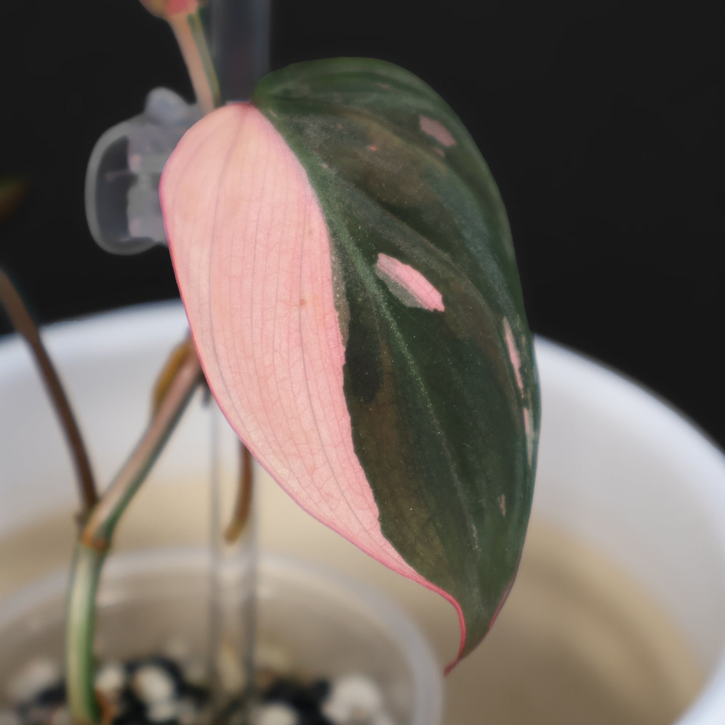 Philodendron Micans Albo; Pink Micans