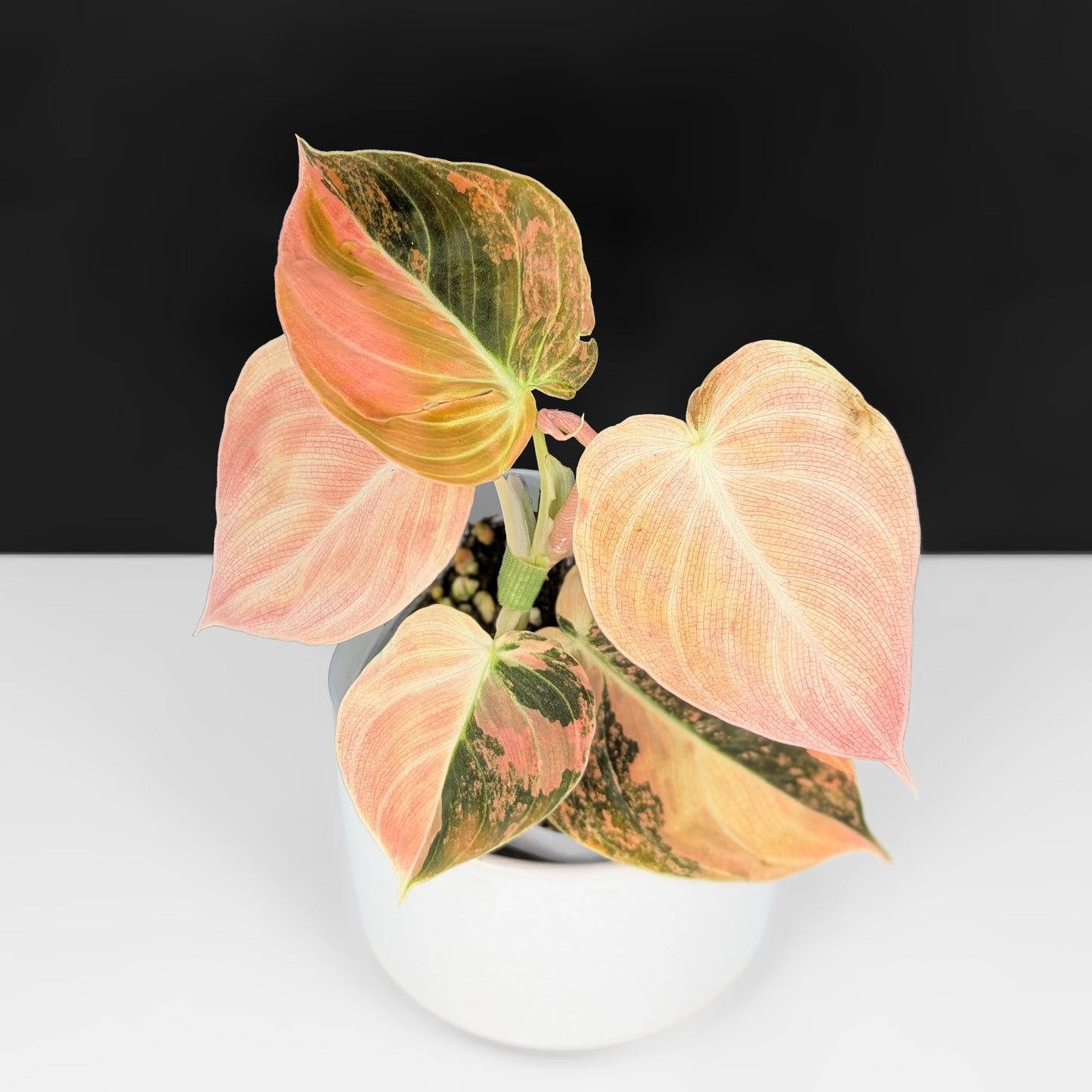 Philodendron Melanochrysum Orange Variegated