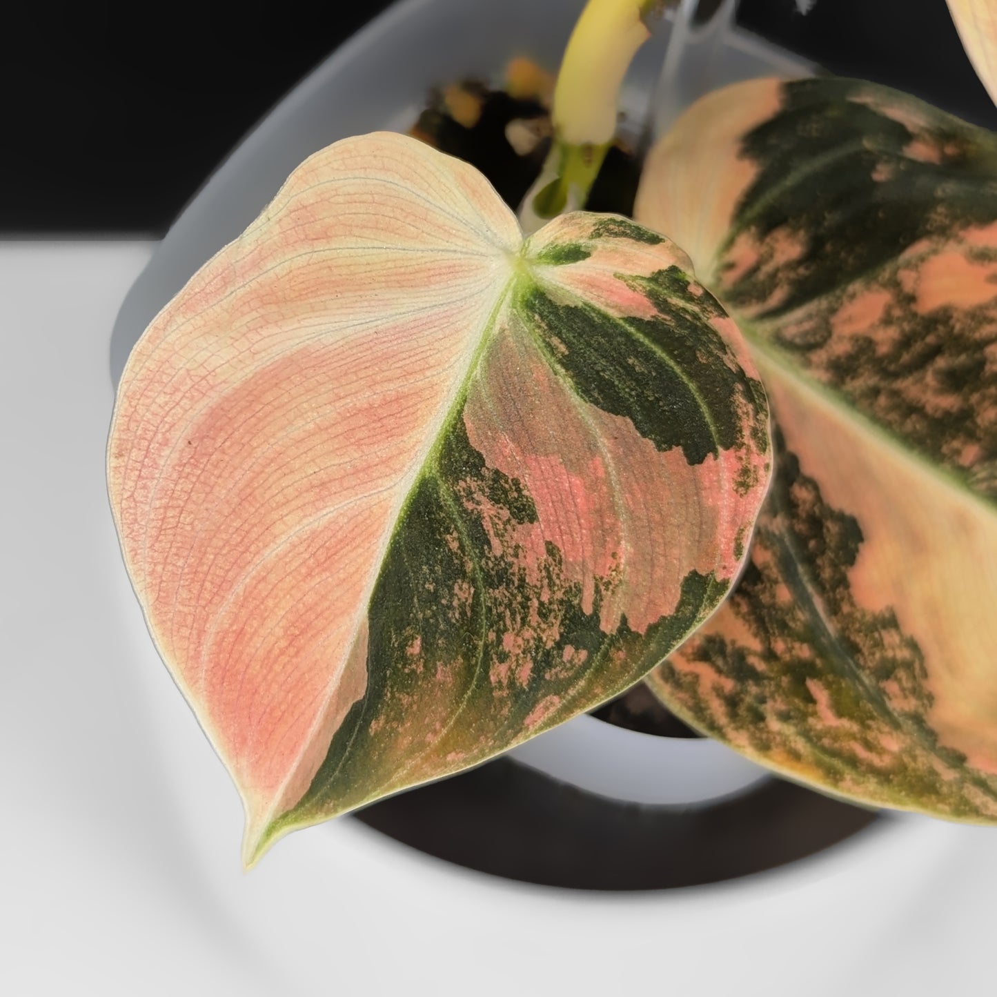 Philodendron Melanochrysum Orange Variegated