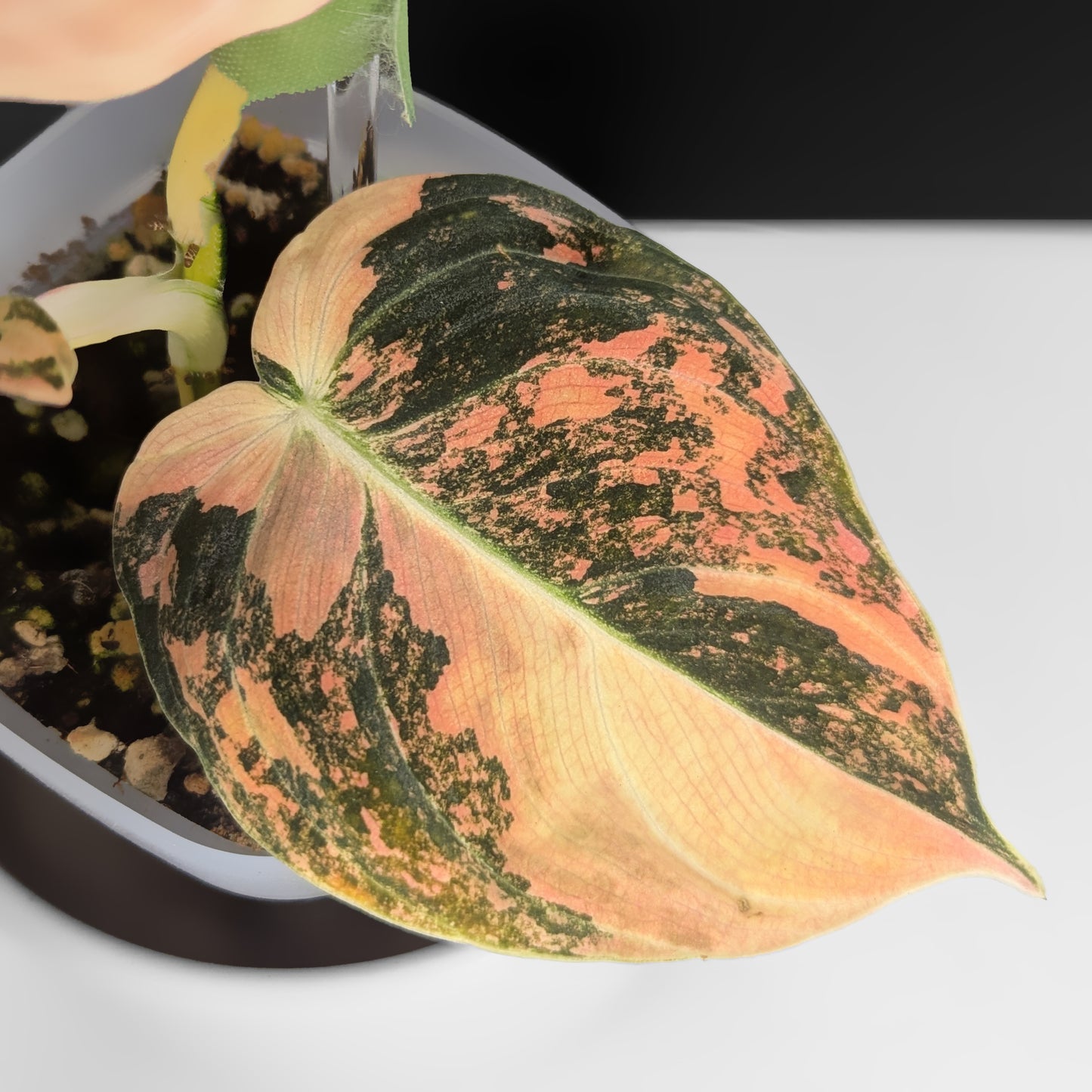 Philodendron Melanochrysum Orange Variegated