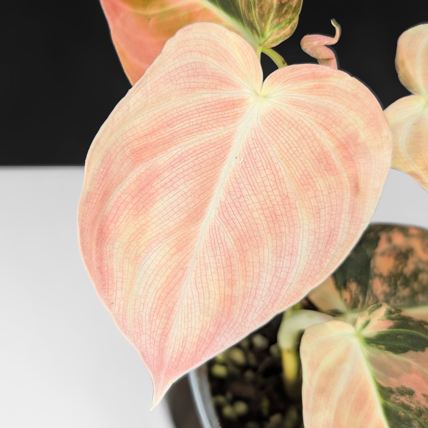 Philodendron Melanochrysum Orange Variegated