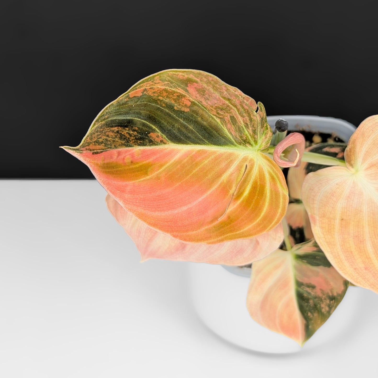 Philodendron Melanochrysum Orange Variegated