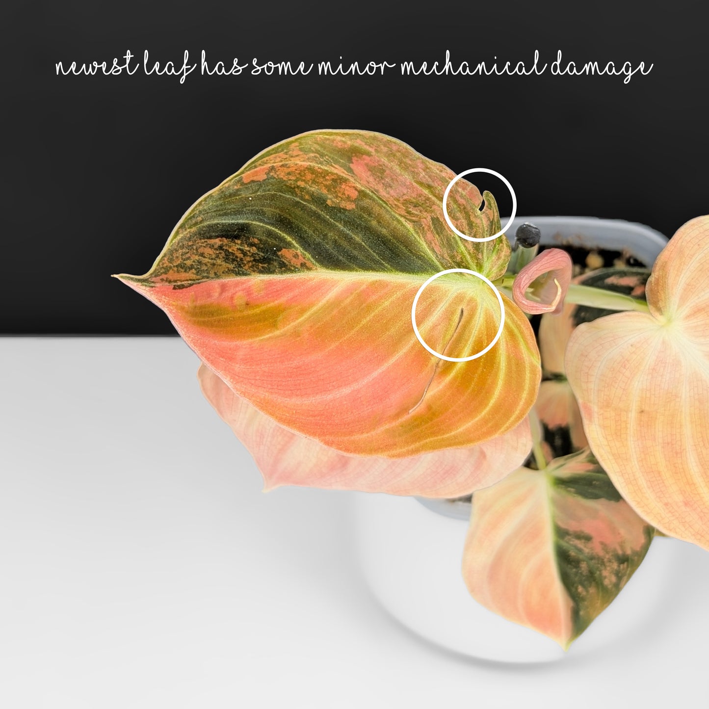 Philodendron Melanochrysum Orange Variegated