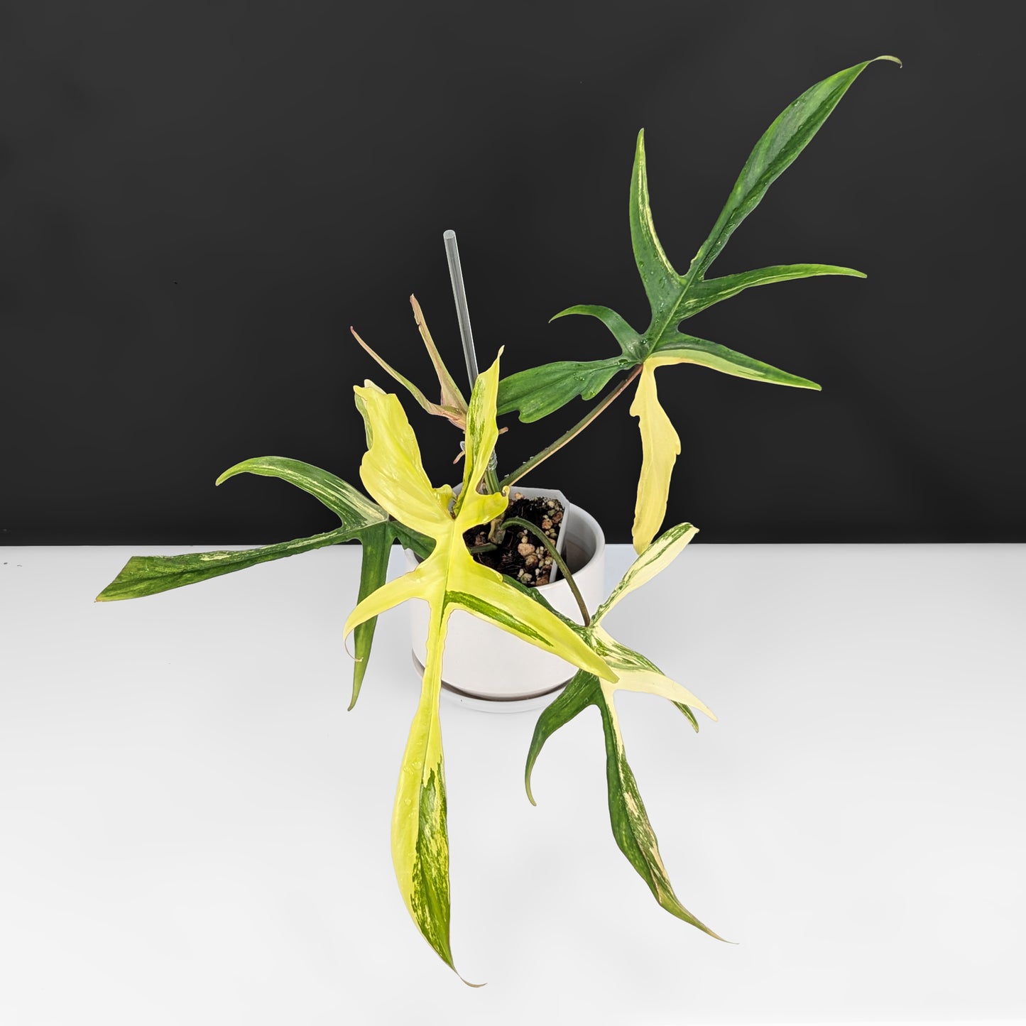 Philodendron Florida Beauty x Polypodioides