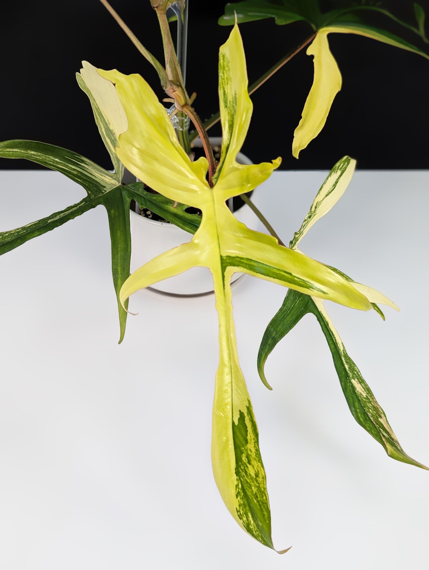 Philodendron Florida Beauty x Polypodioides