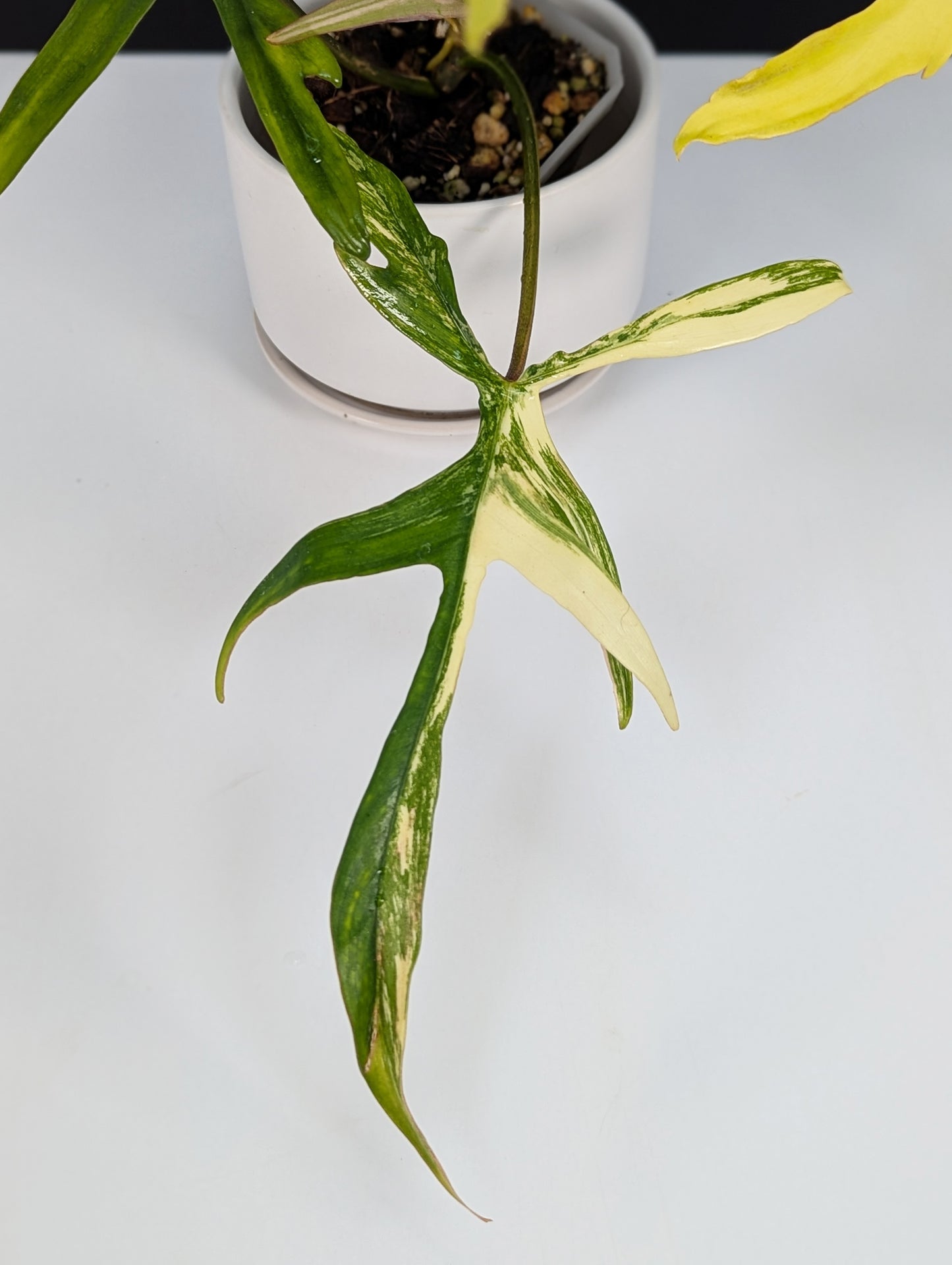 Philodendron Florida Beauty x Polypodioides