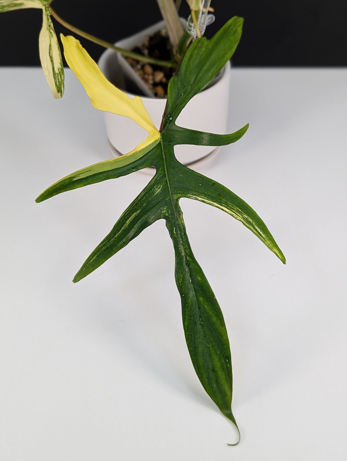 Philodendron Florida Beauty x Polypodioides