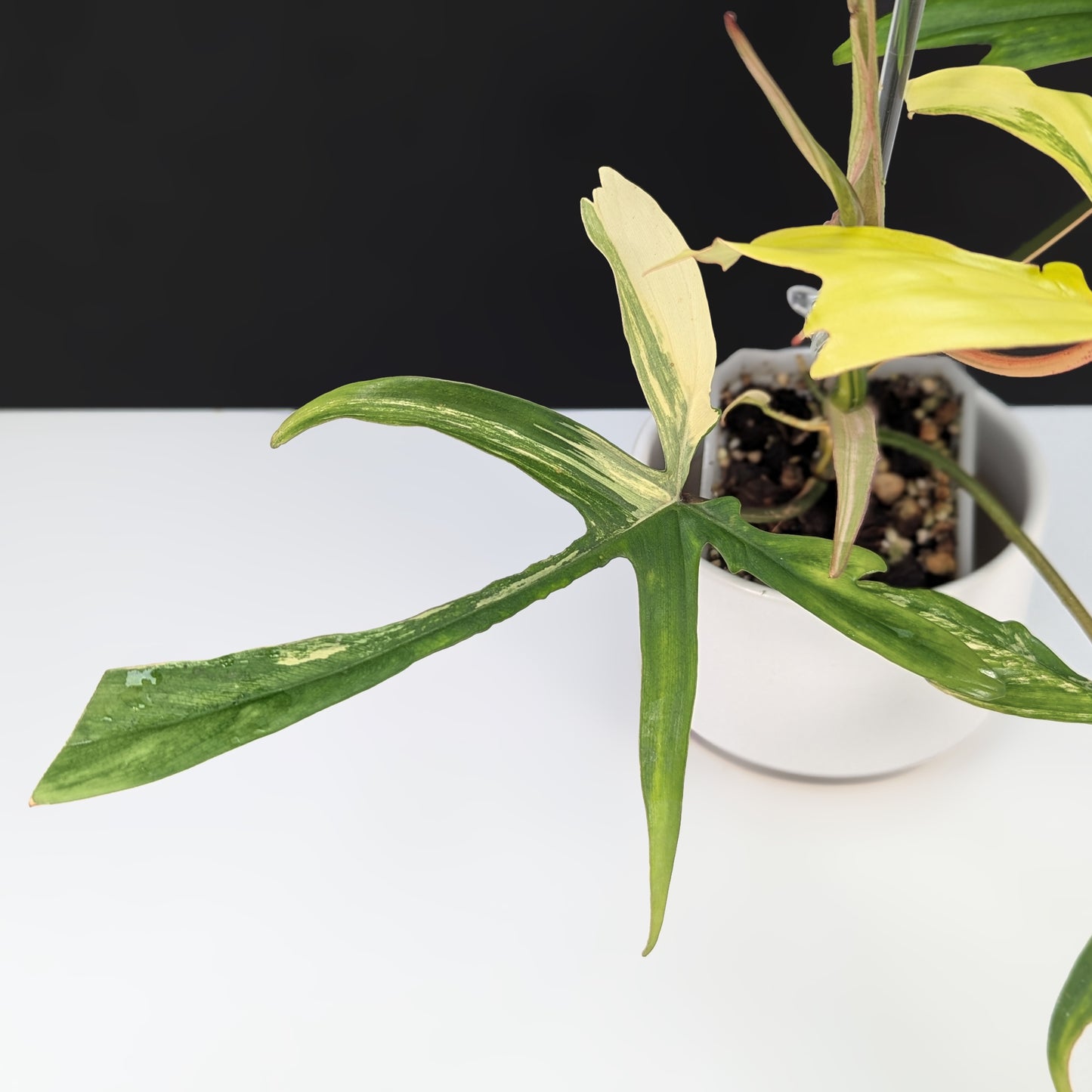 Philodendron Florida Beauty x Polypodioides