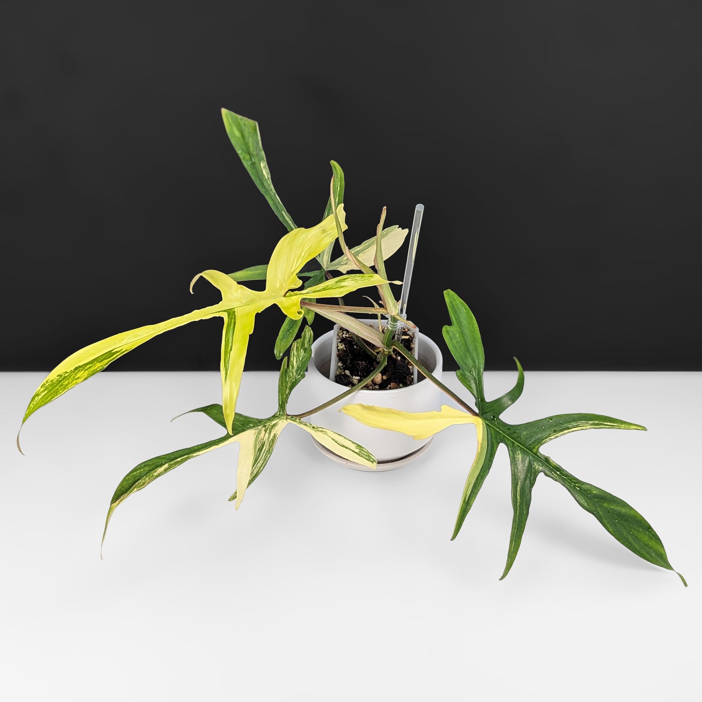 Philodendron Florida Beauty x Polypodioides