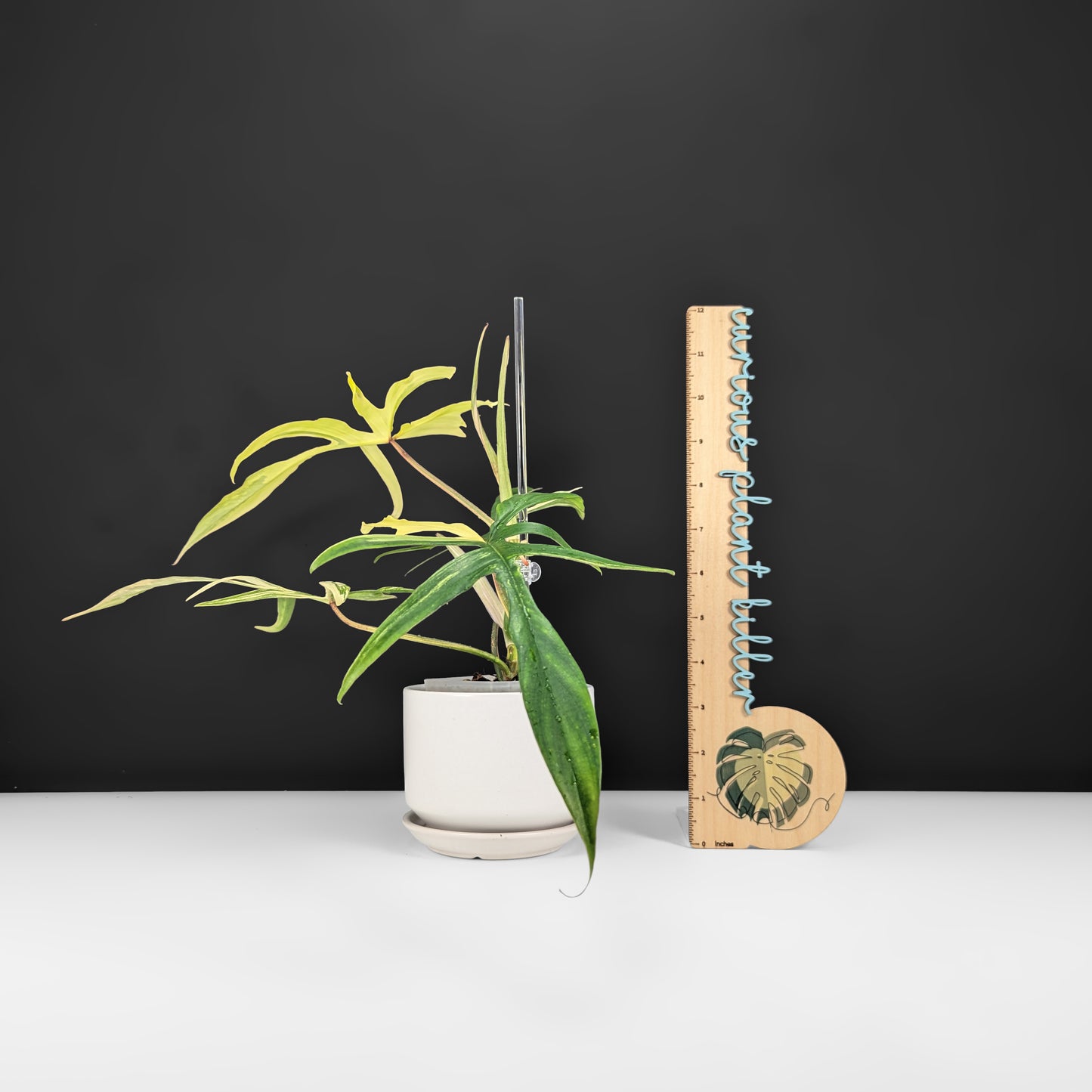 Philodendron Florida Beauty x Polypodioides