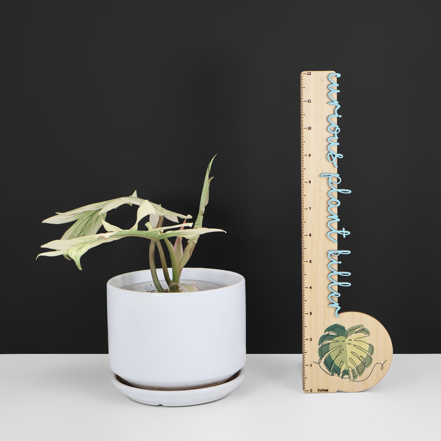 Filodendro Mayoi x Squamiferum