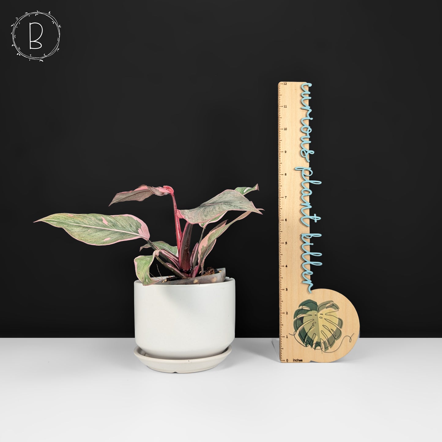 Mutación Princesa Rosa del Filodendro