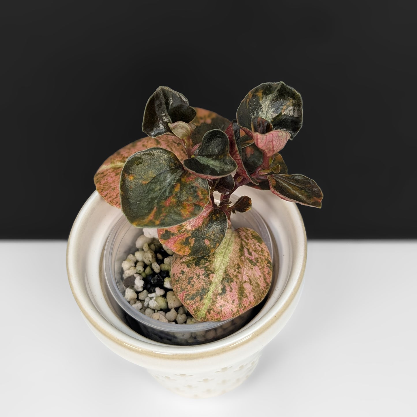 Peperomia Orange Metallica