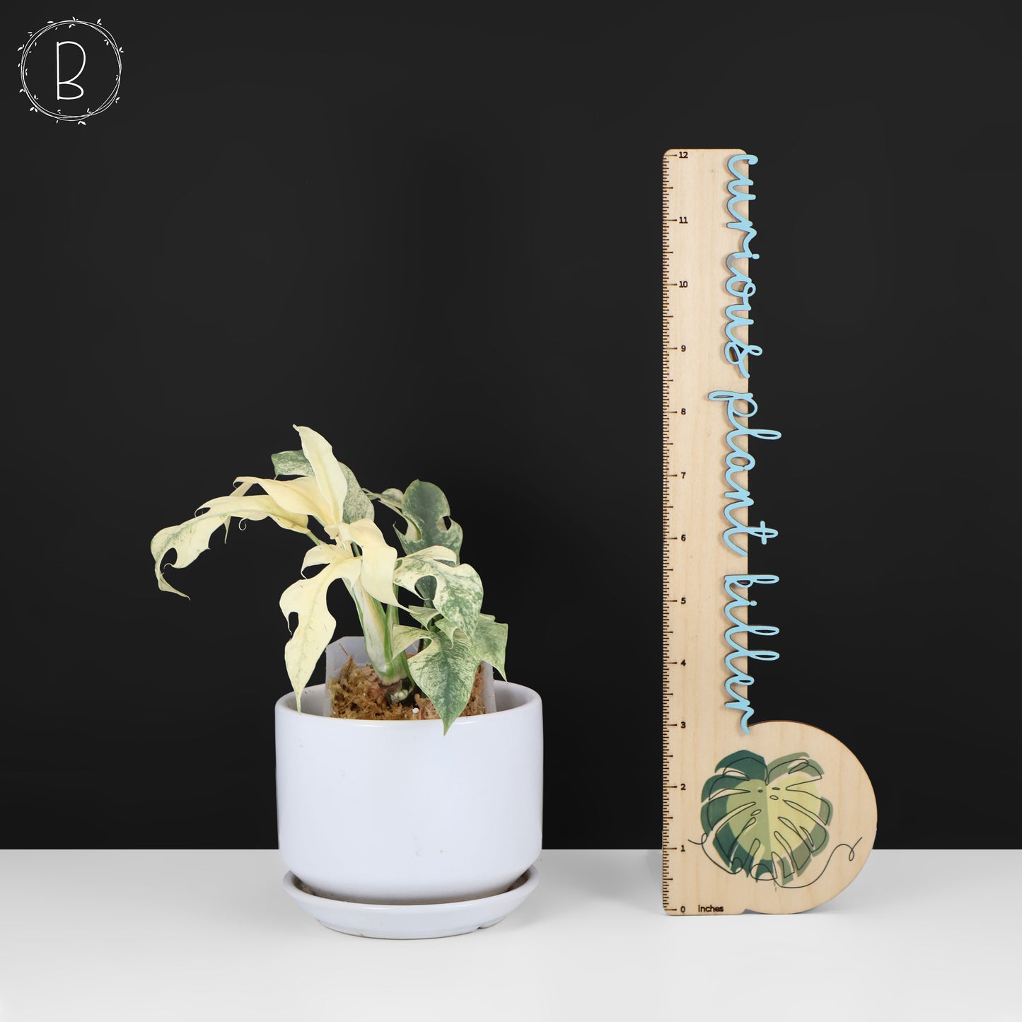 Rhaphidophora Tetrasperma Menta (Monstruo Blanco)