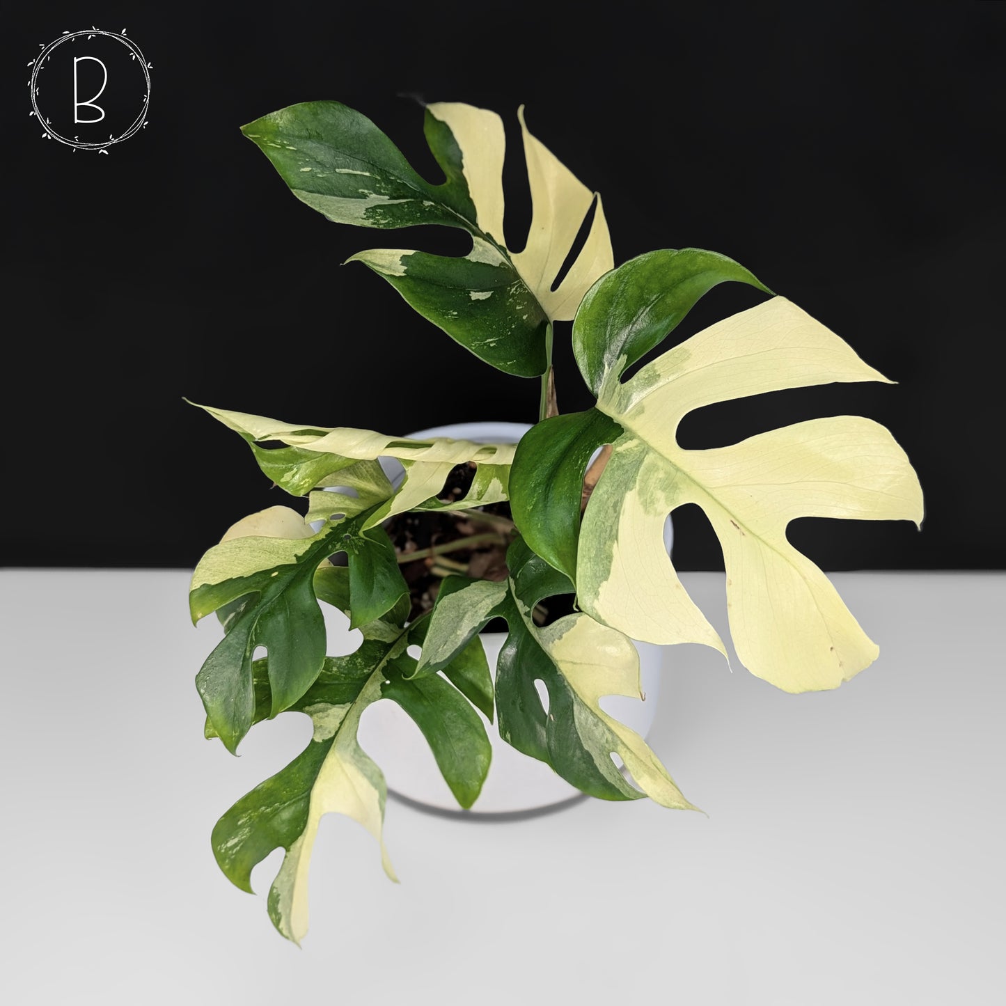 Rhaphidophora Tetrasperma Variegated