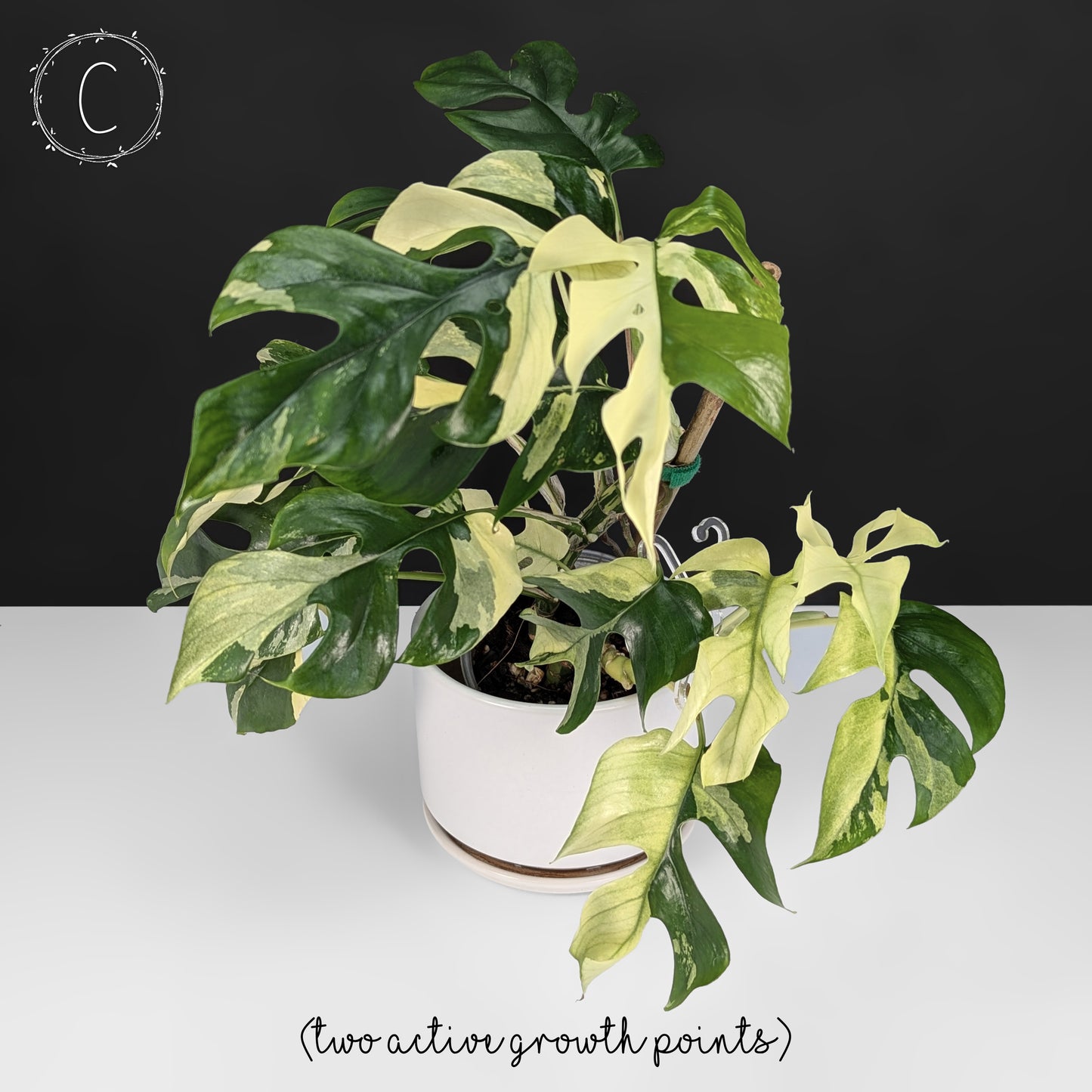Rhaphidophora Tetrasperma Variegated