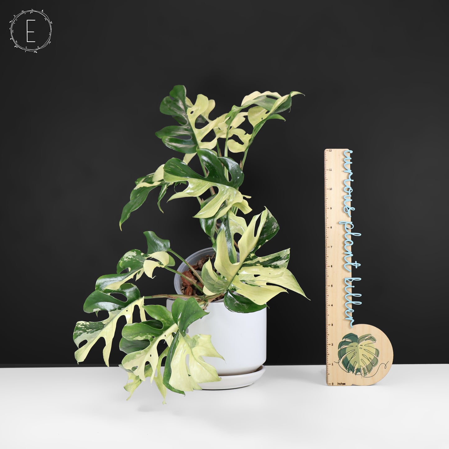 Rhaphidophora Tetrasperma Variegated