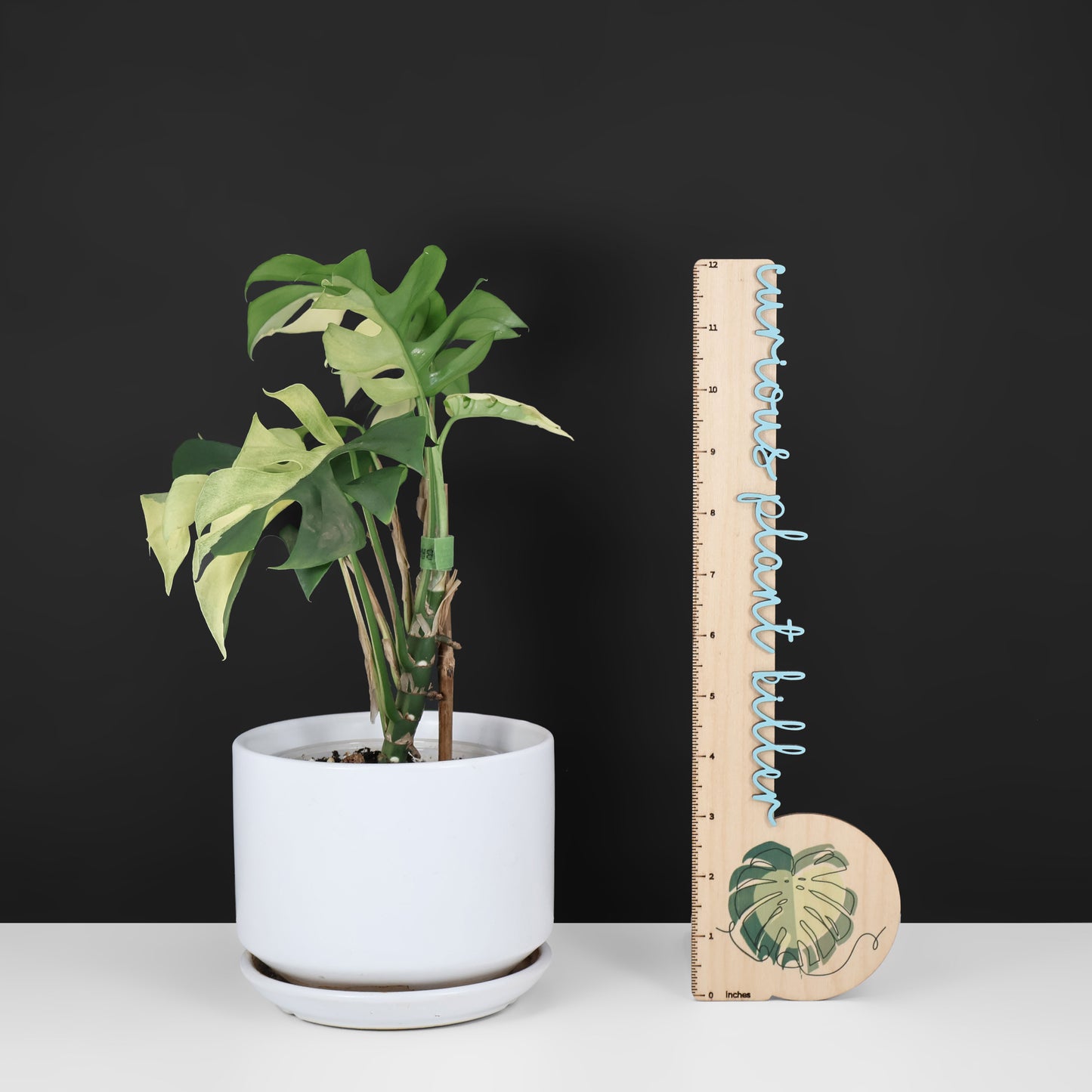 Rhaphidophora Tetrasperma Variegated