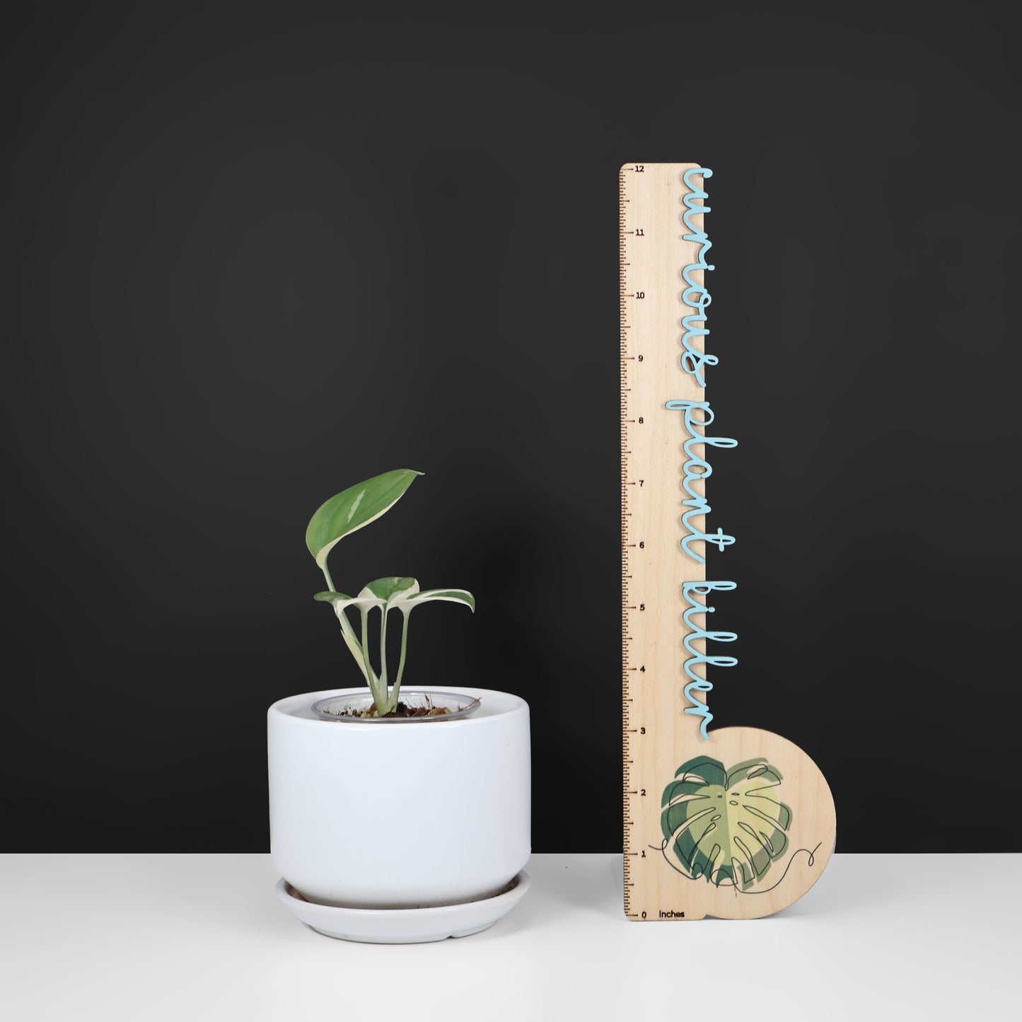 Scindapsus Blue Albo