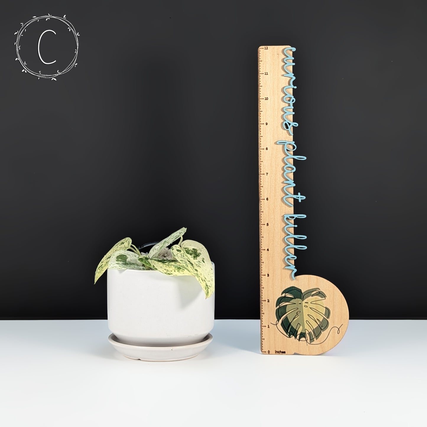 Scindapsus Jade Satin Marble « Bleu crème »