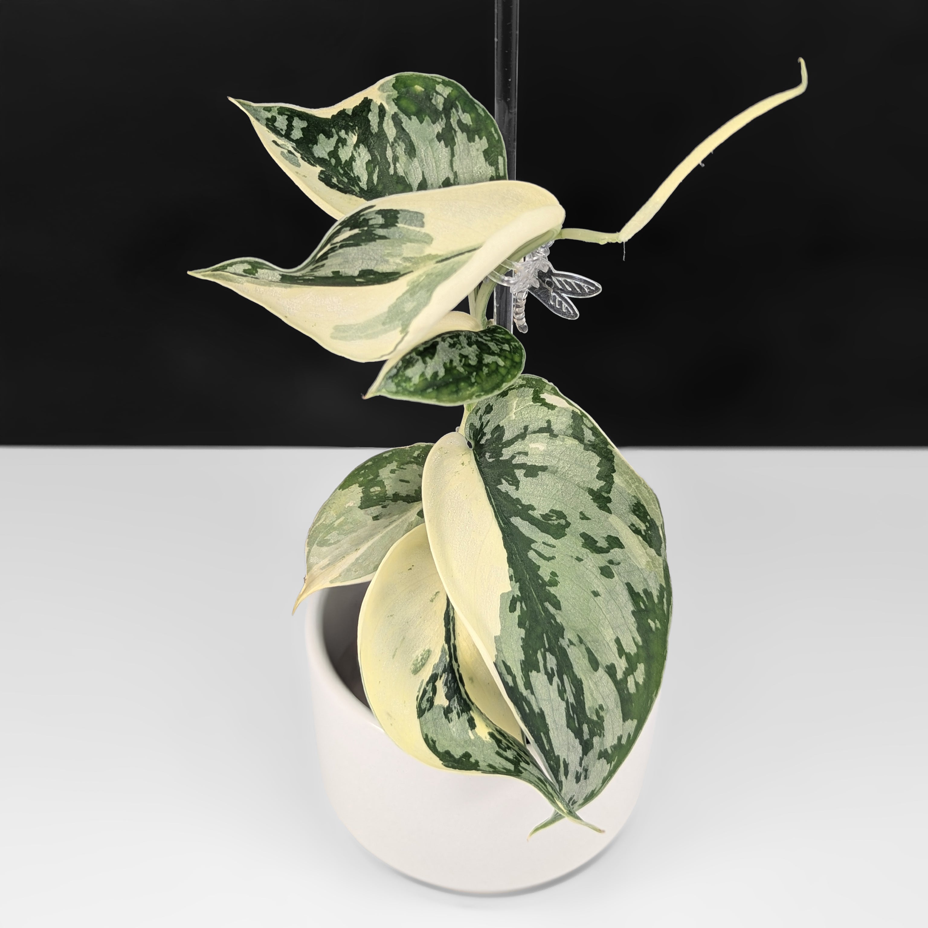 Scindapsus Mariposa スキンダプサス・マリポーサ ScindapsusMariposaA_1_20fa7fde